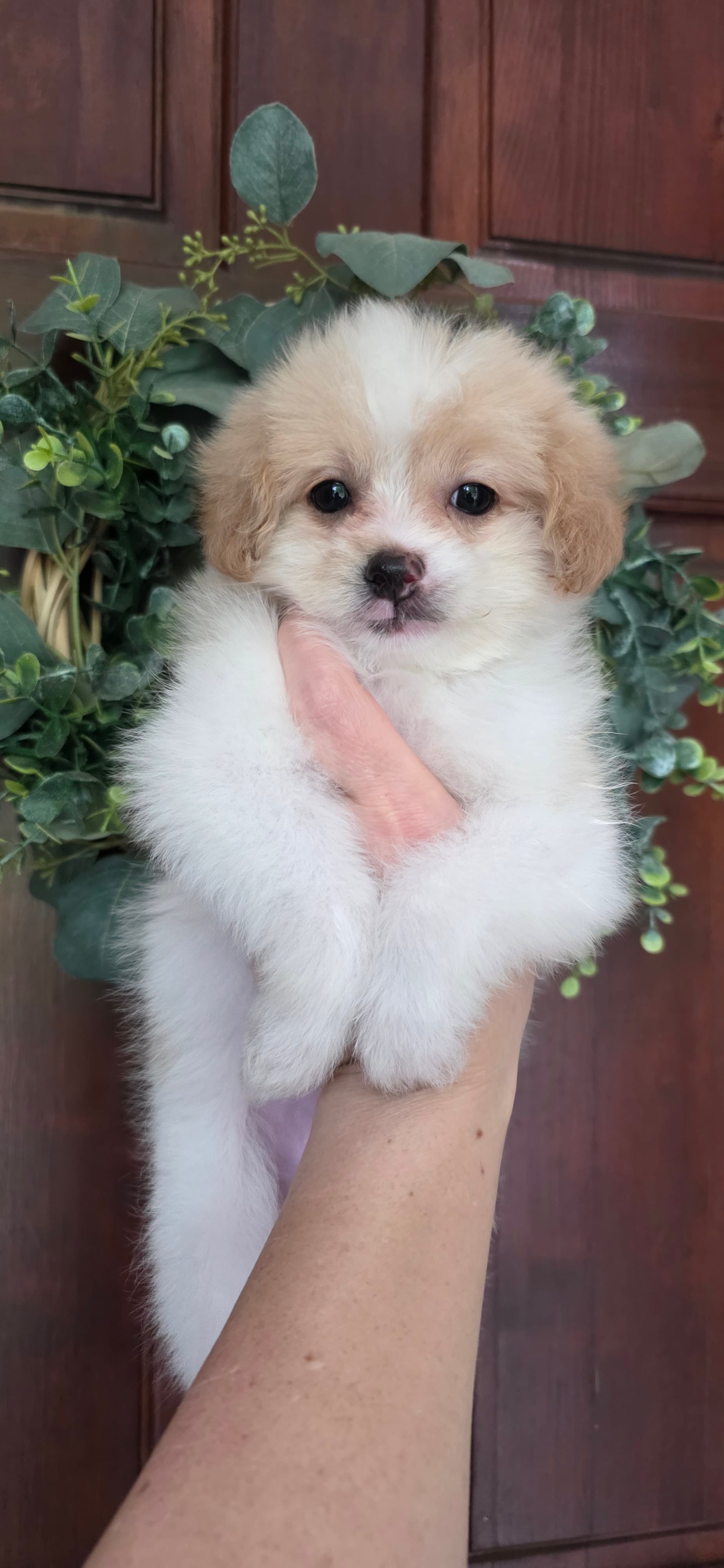 B3 – Maltipoo puppy for sale in Monroe, NC