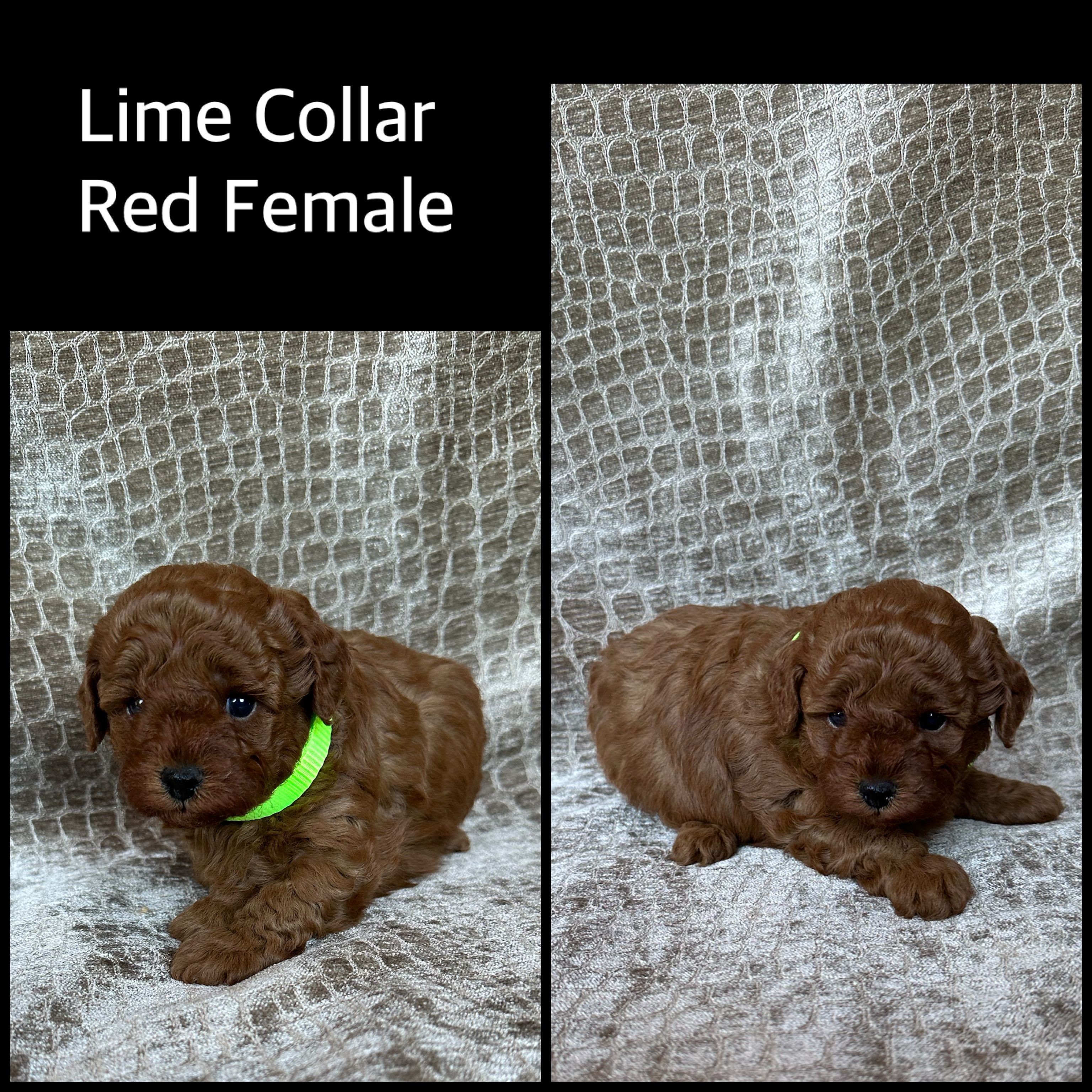 Red Female # 1 Toy Poodle – Poodle - Toy  puppy for sale in Hot Springs, AR