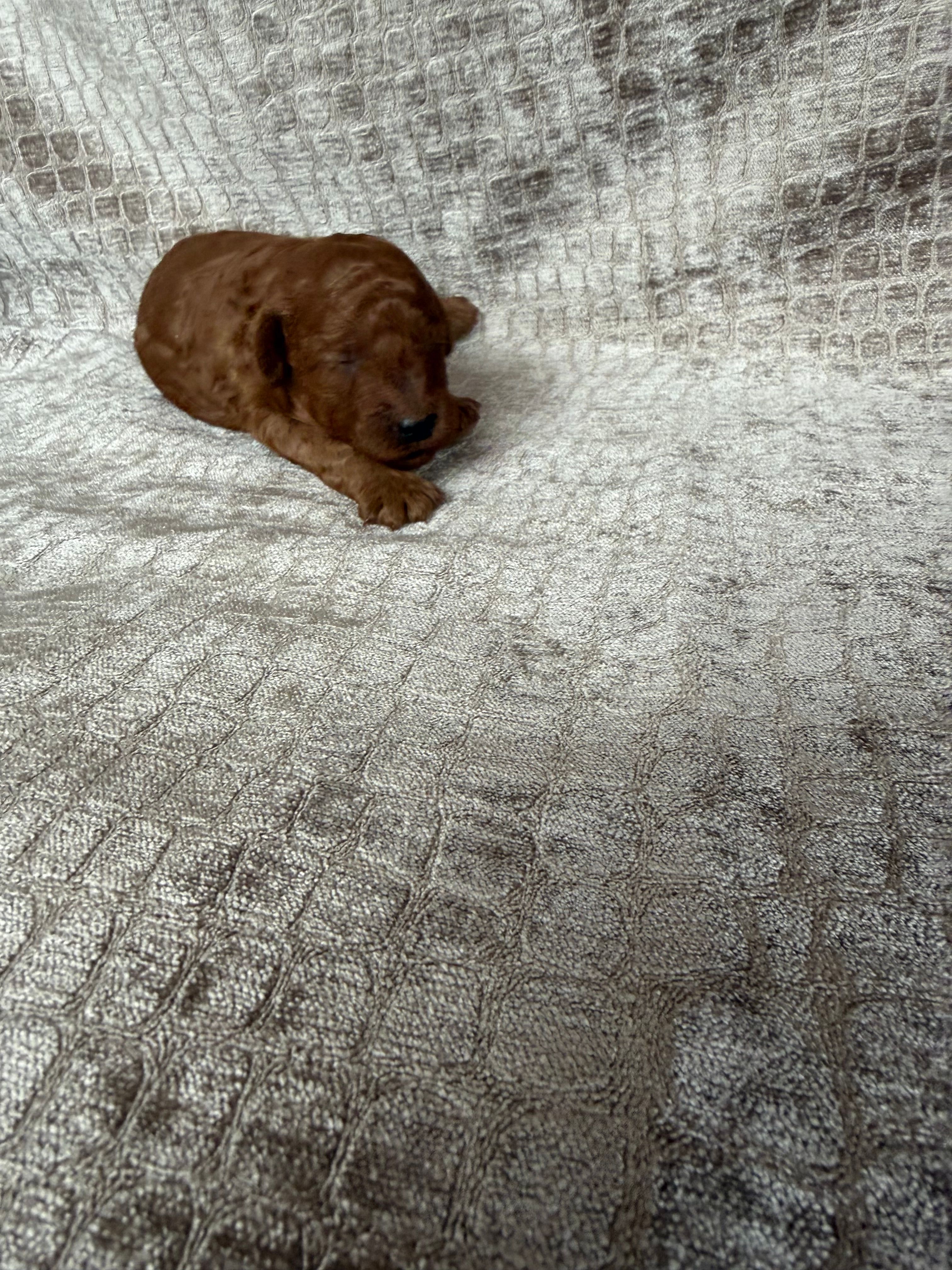 Red Male Toy Poodle – Poodle - Toy  puppy for sale in Hot Springs, AR