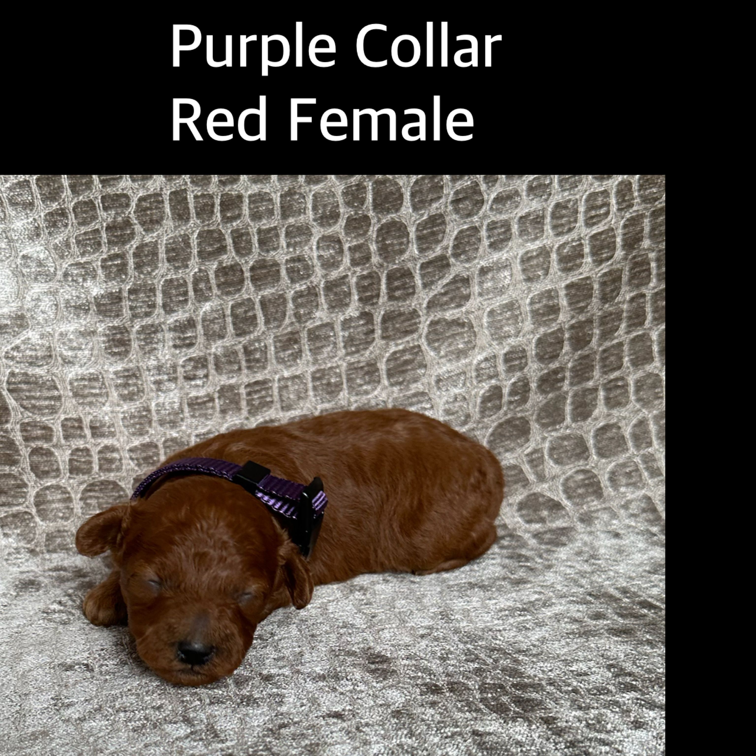 Purple Collar Red Female – Poodle - Miniature  puppy for sale in Hot Springs, AR