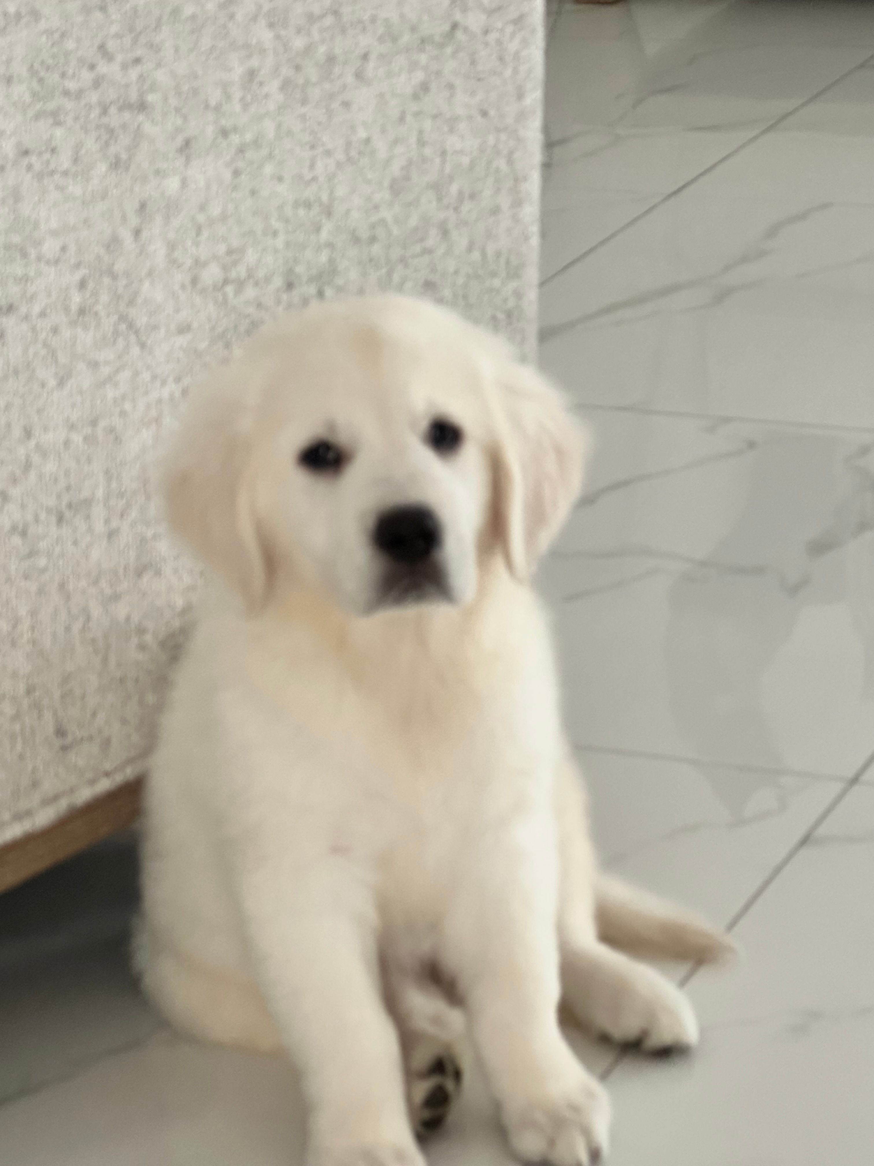 Green  – English Cream Golden Retriever puppy for sale in Miami, FL