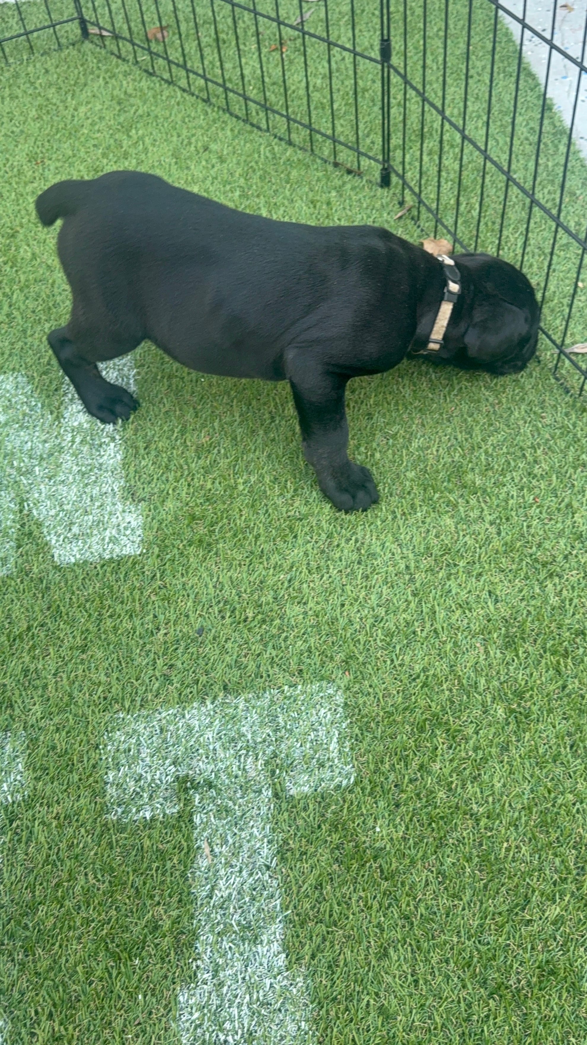 White collar  – Cane Corso puppy for sale in Orlando, FL