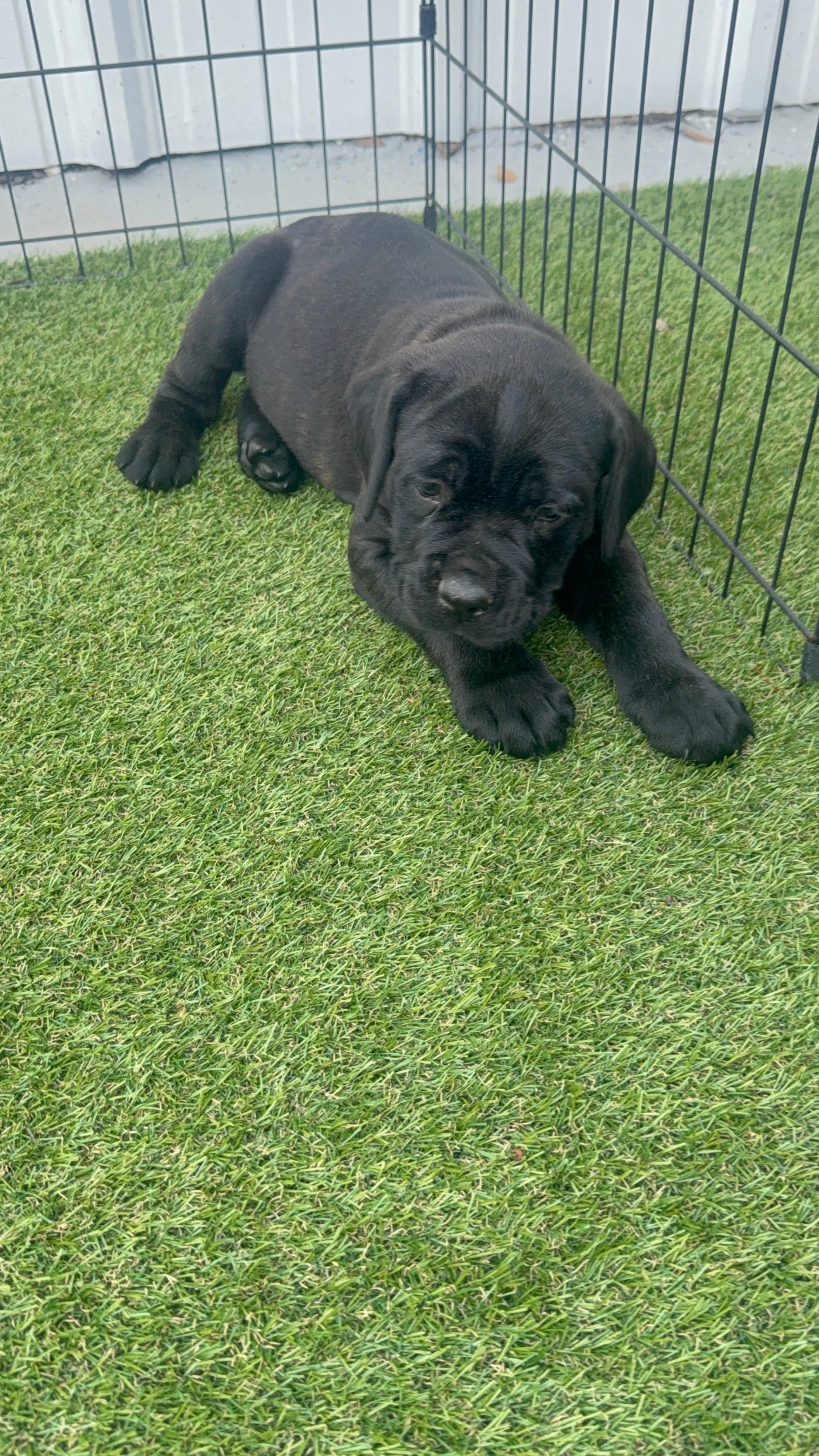 Fl. green – Cane Corso puppy for sale in Orlando, FL