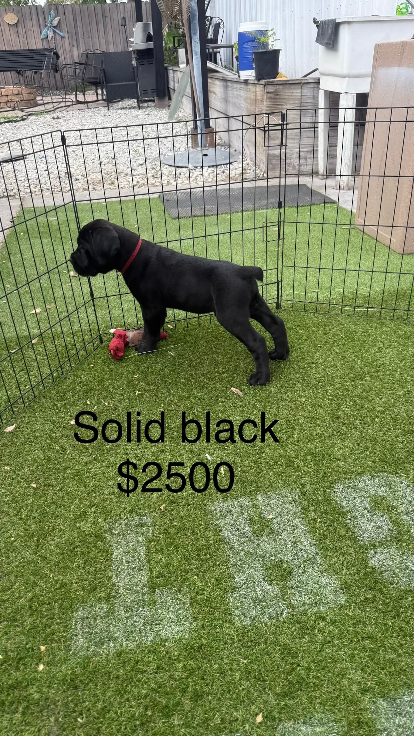 Solid black  – Cane Corso puppy for sale in Orlando, FL