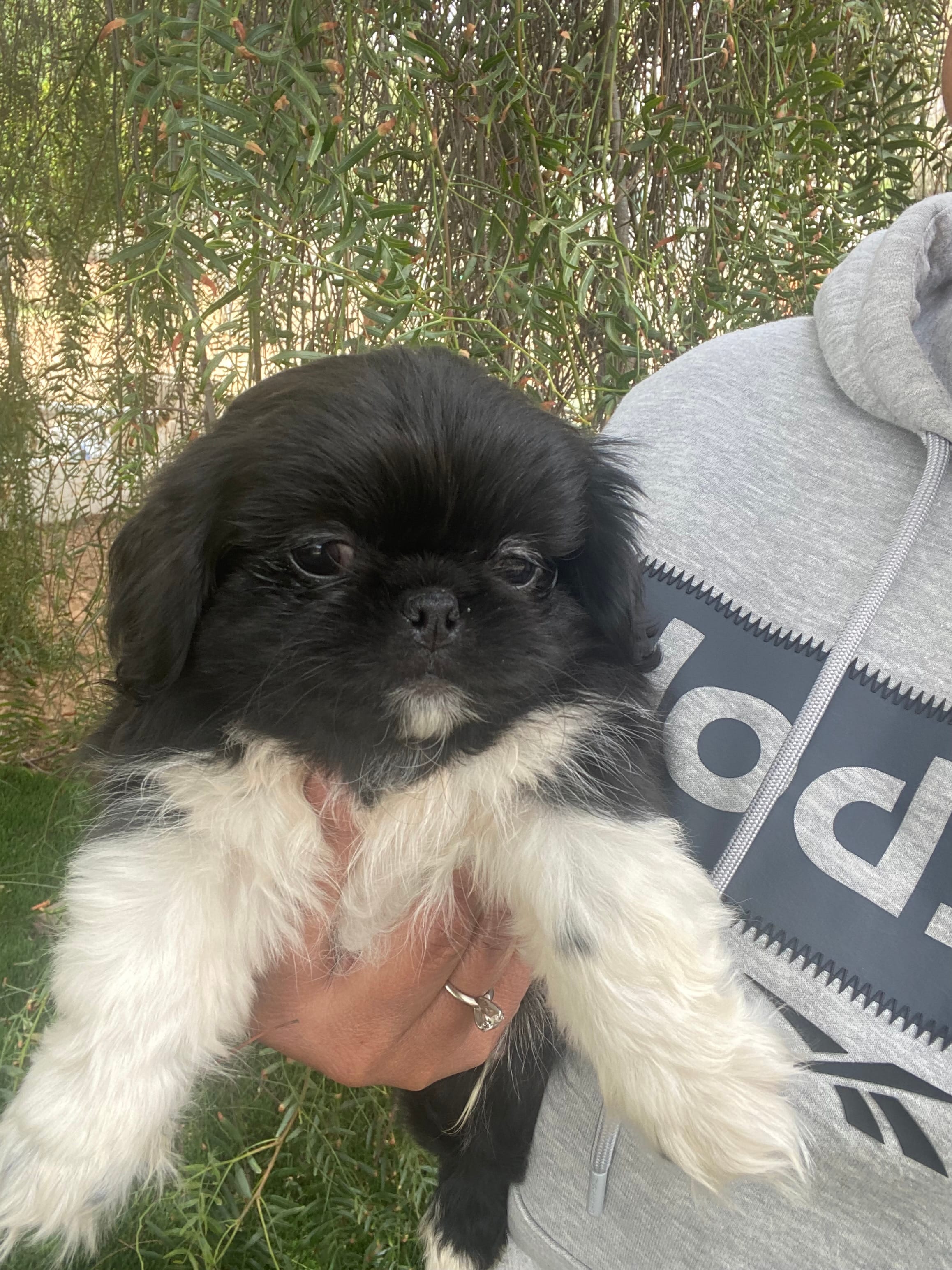 Joe – Pekingese puppy for sale in Menifee, CA