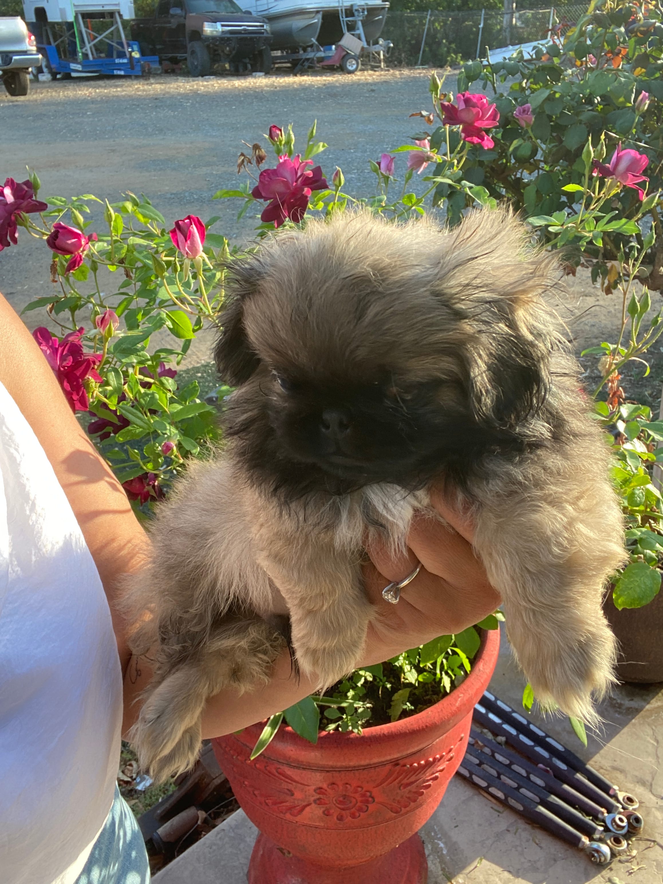 Lenny  – Pekingese puppy for sale in Menifee, CA