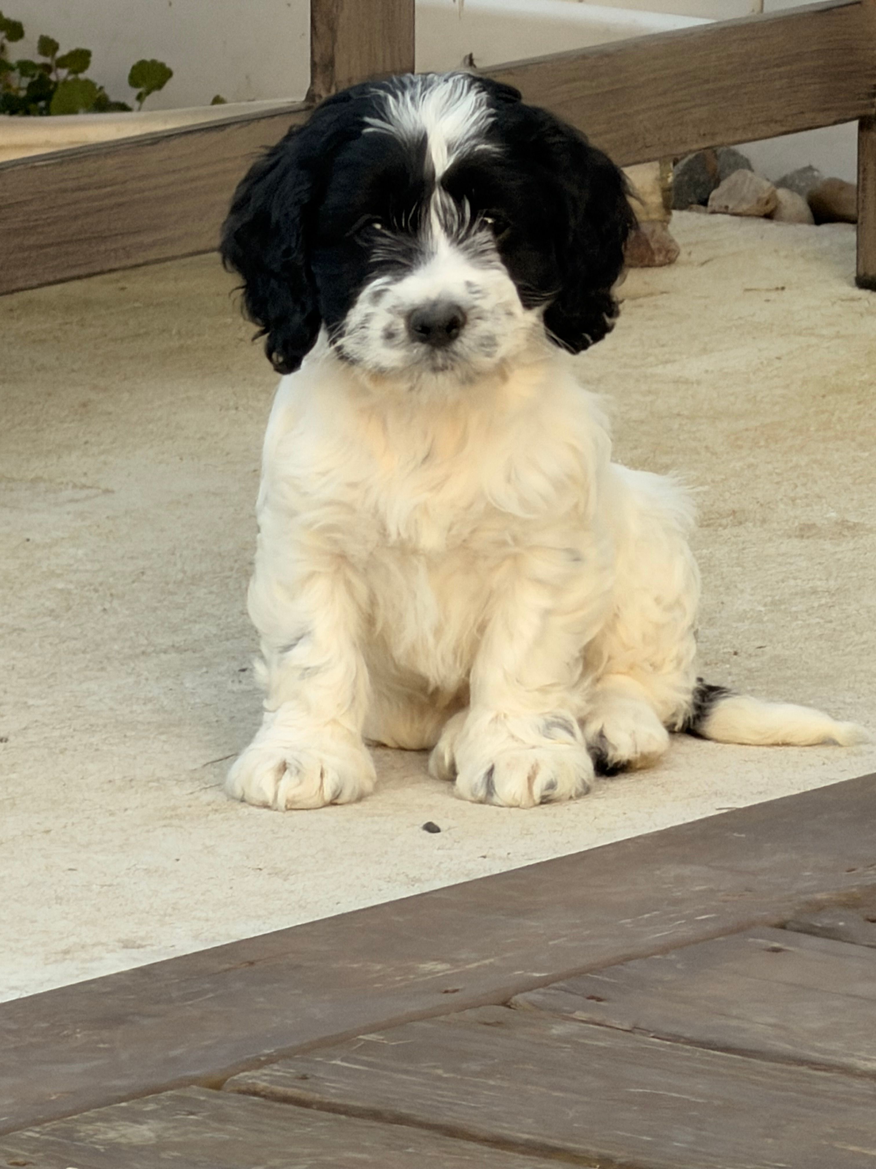 April – Cockapoo puppy for sale in Michigan City, IN