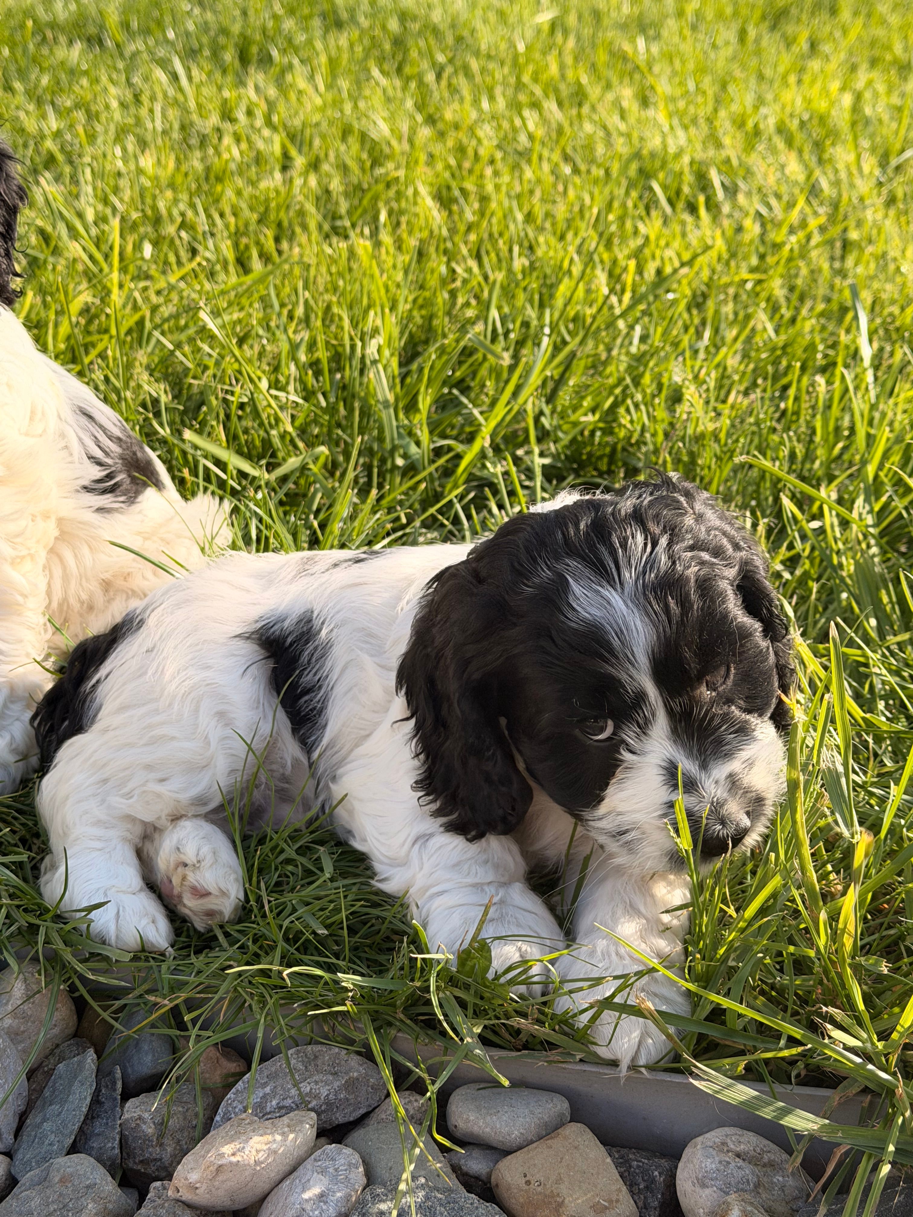 Prince – Cockapoo puppy for sale in Michigan City, IN
