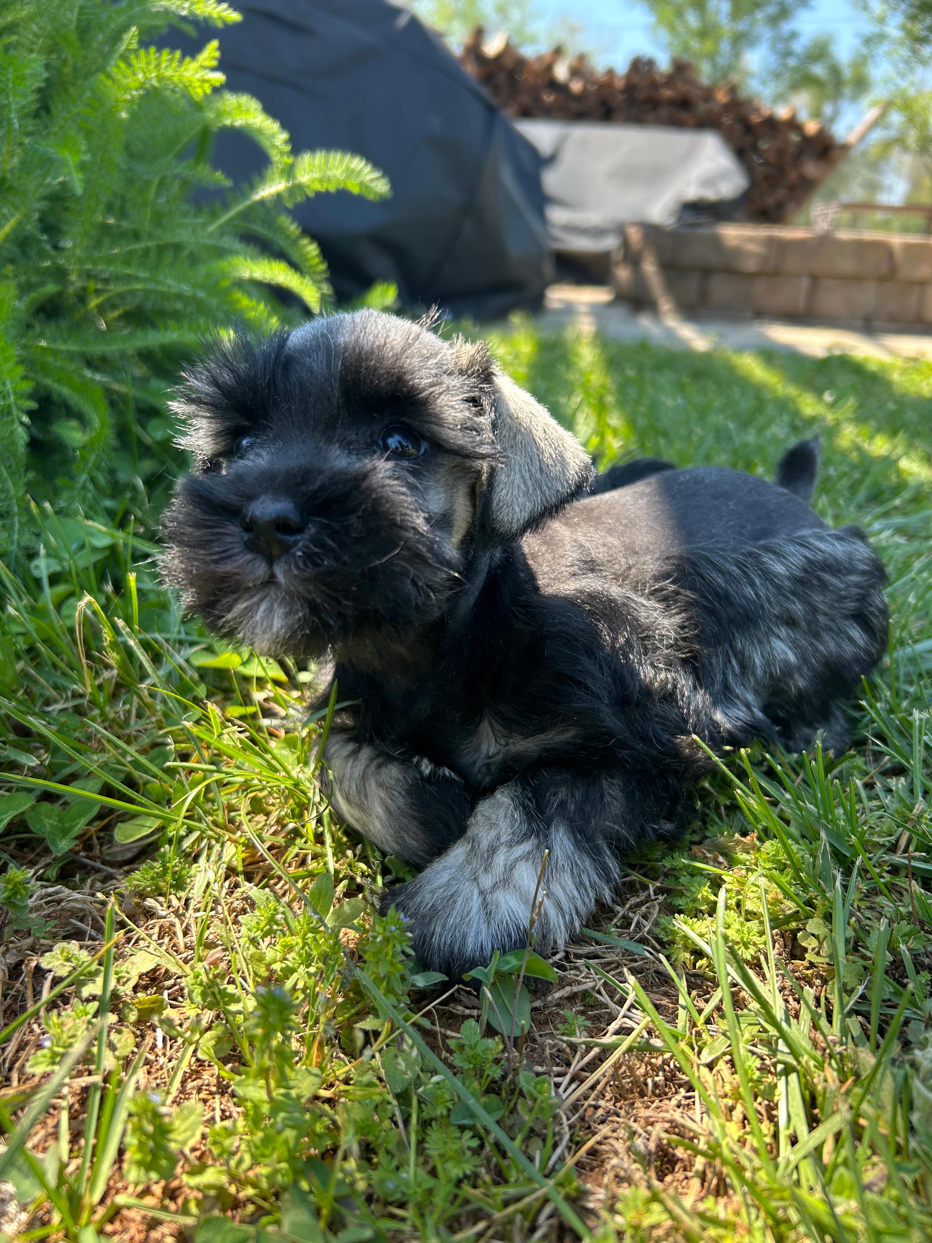 Daisy – Miniature Schnauzer puppy for sale in Claremont, NC