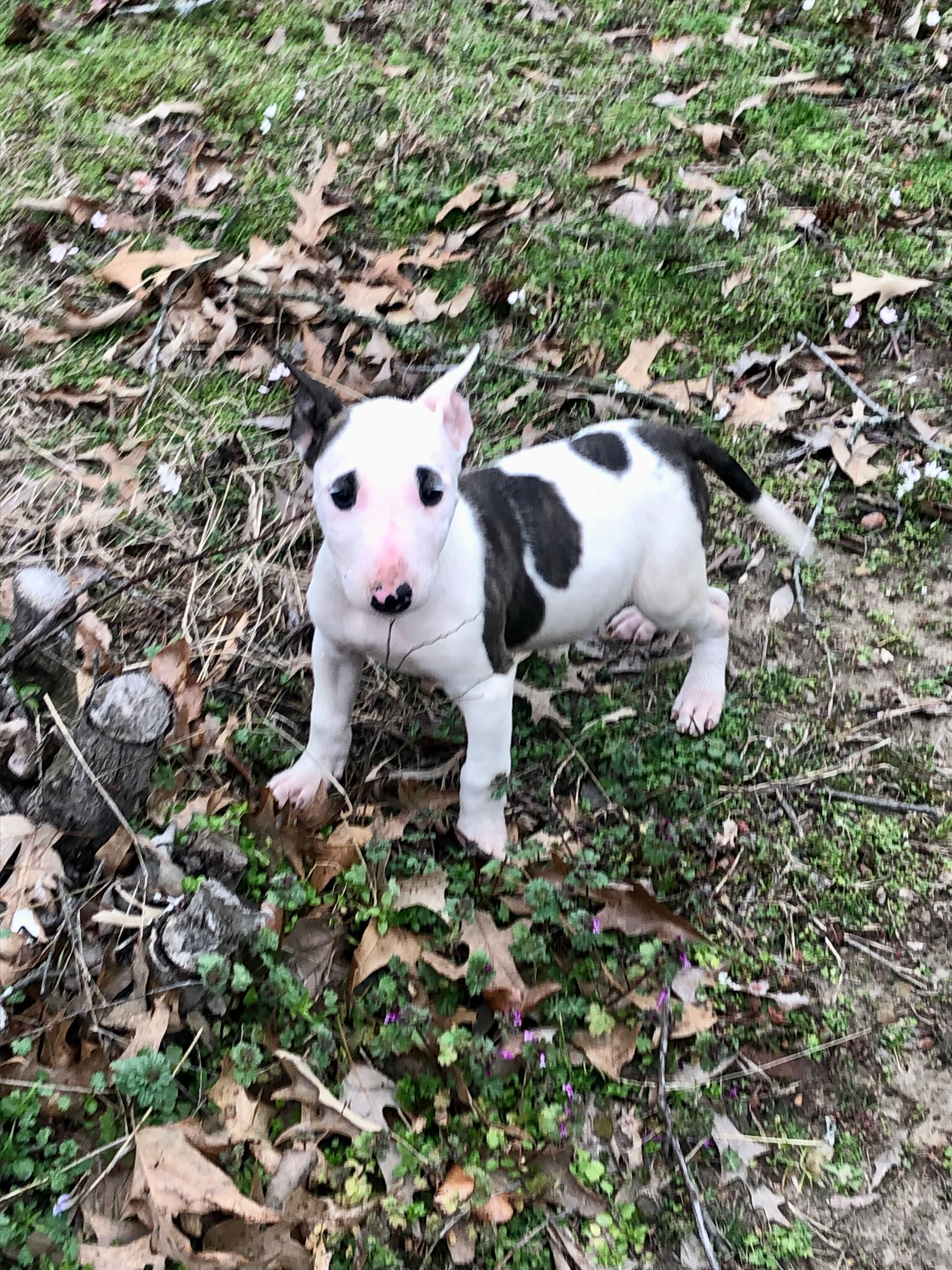 Tiny Girl – Miniature Bull Terrier puppy for sale in Hot Springs, AR