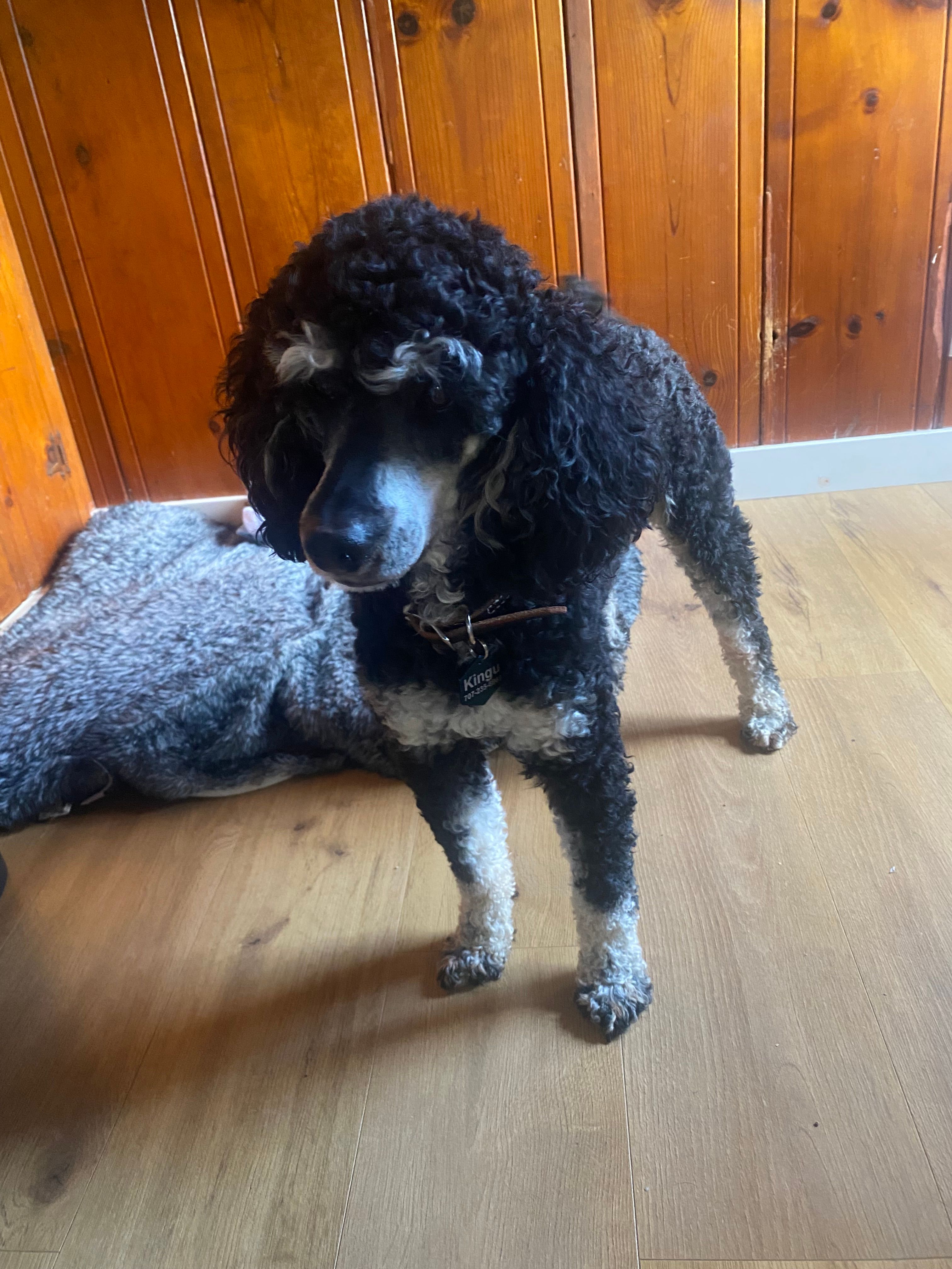 Moyen Phantom – Poodle - Standard  puppy for sale in Santa Rosa, CA