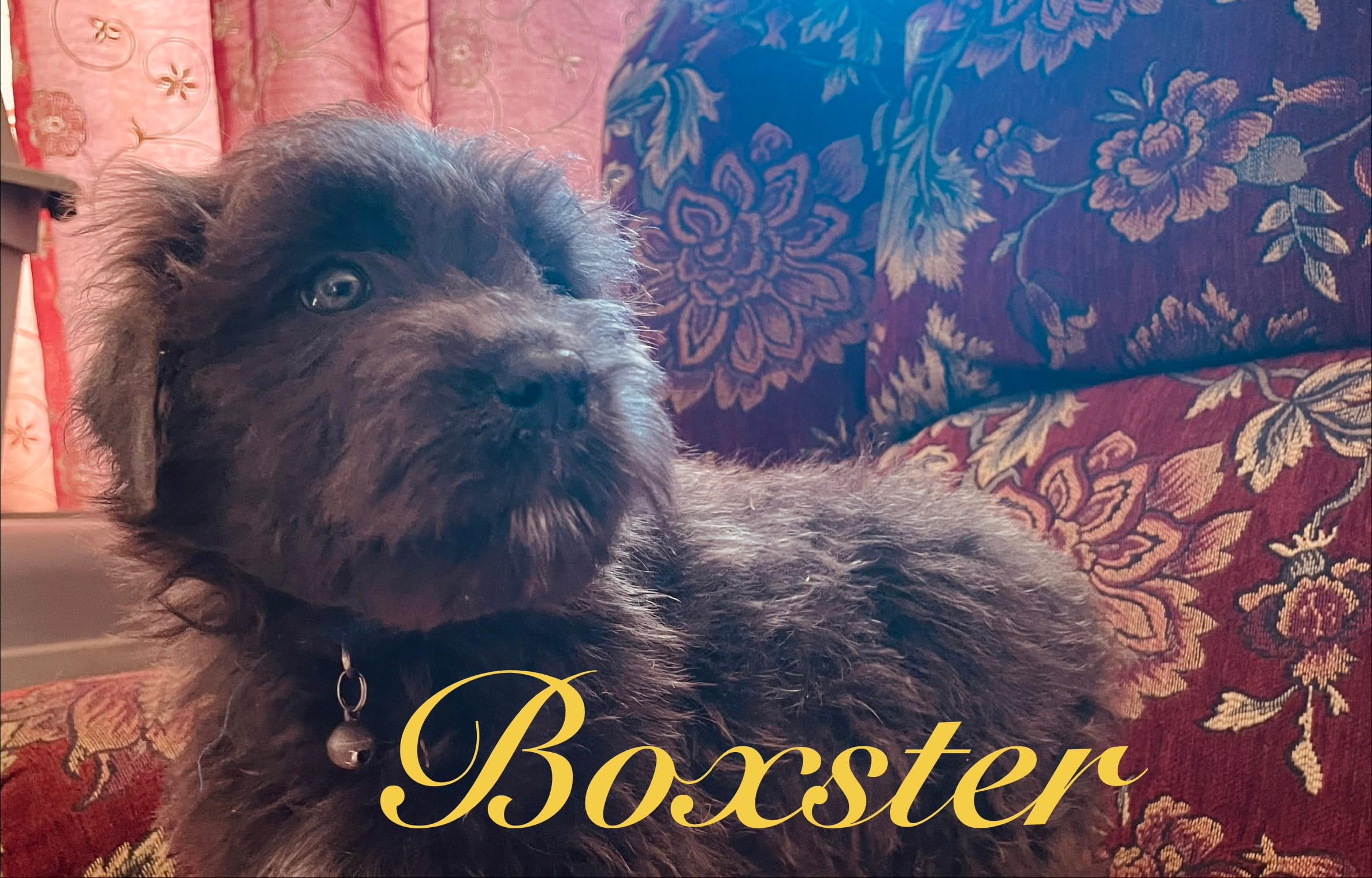 AKC BOXSTER – Bouvier des Flandres puppy for sale in Lancing, TN