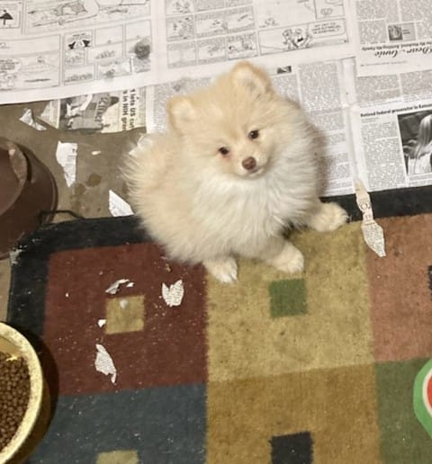 Chong – Pomeranian puppy for sale in Kansas City, KS