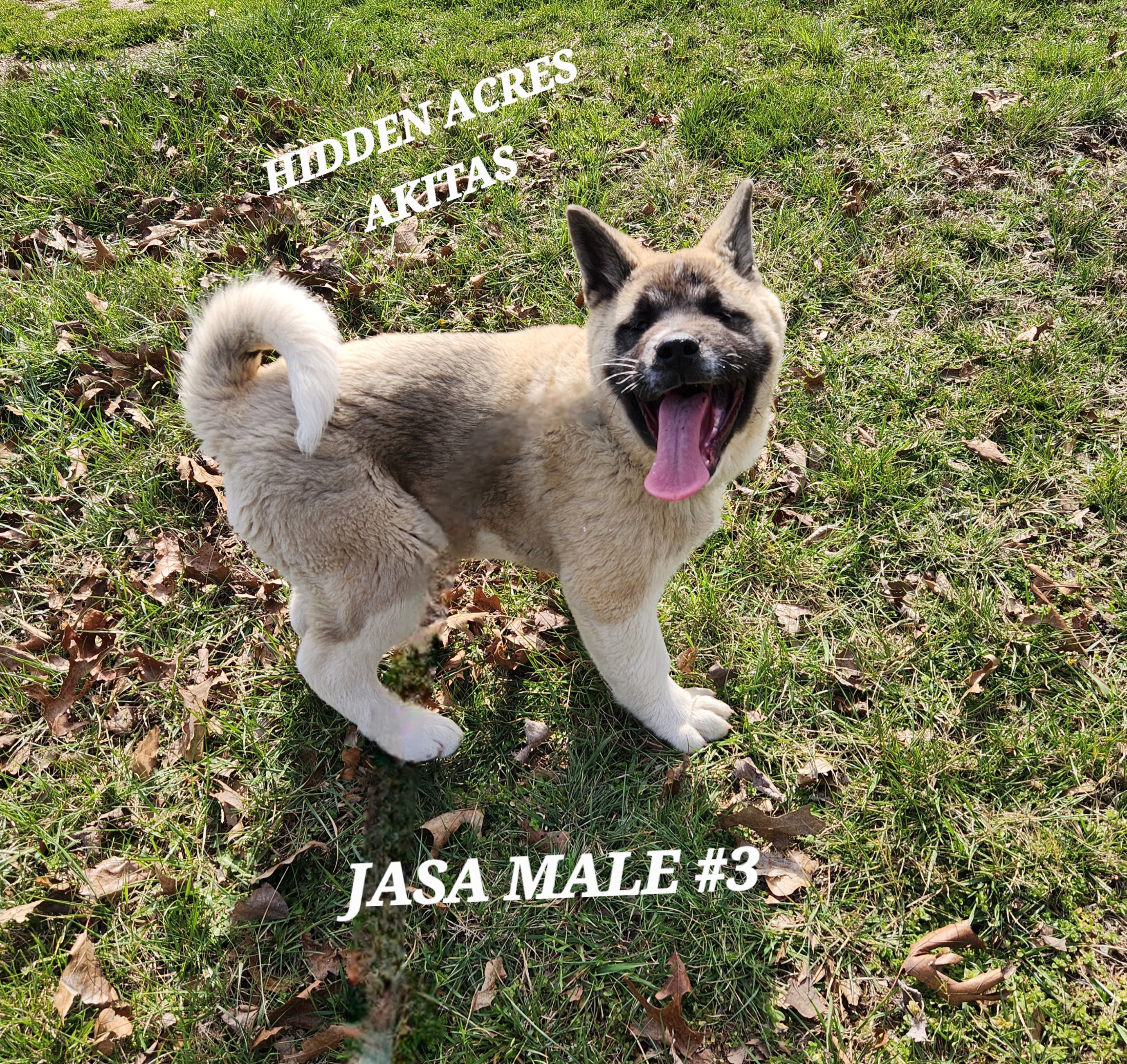 JASA MALE #3 – Akita puppy for sale in Mountain Grove, MO