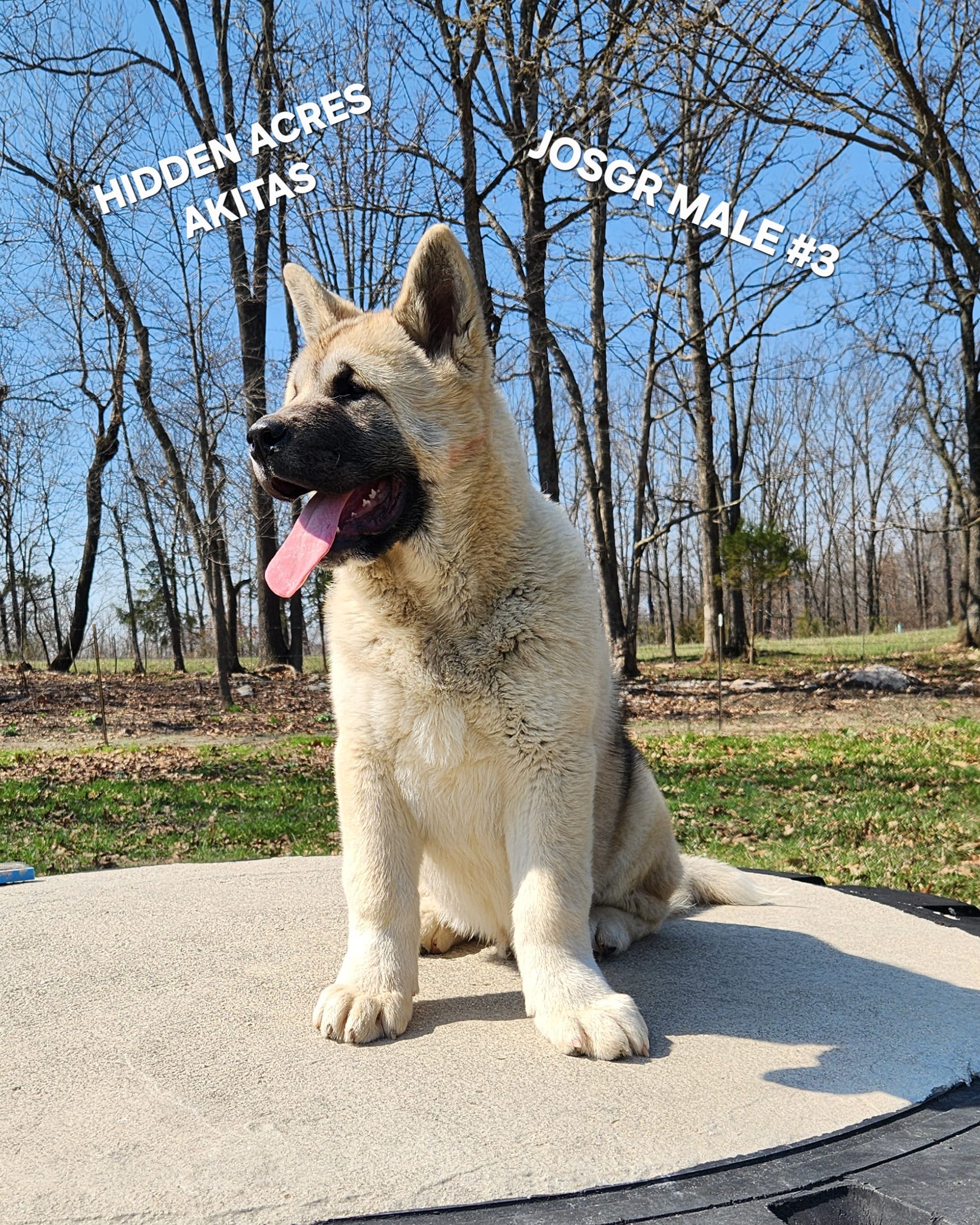 JOSR MALE #3 – Akita puppy for sale in Mountain Grove, MO