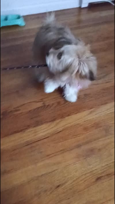 Friday, a female Pomeranian and Poodle - Miniature  for sale in Fishkill, NY – 2 of 4