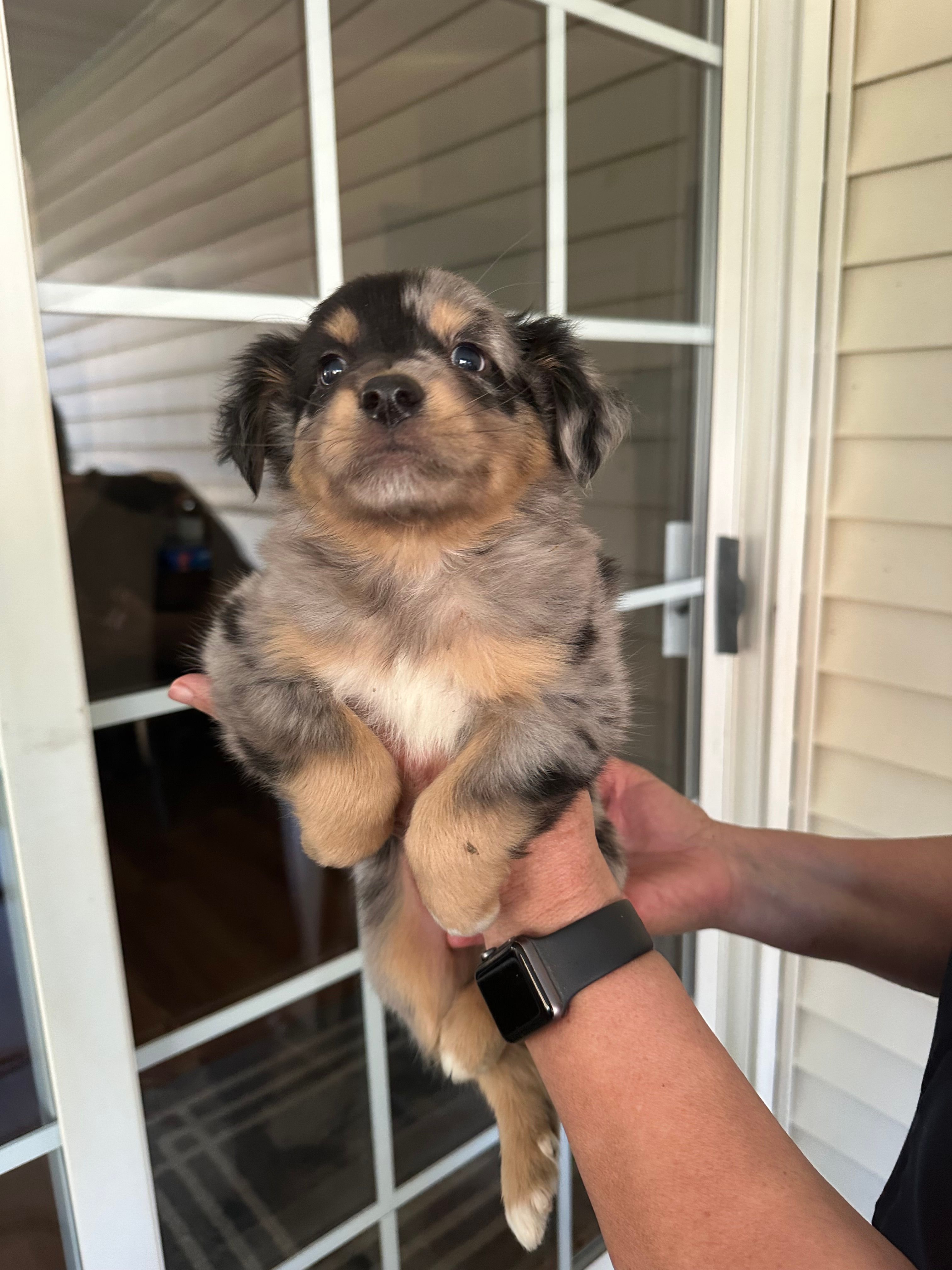 Puppy#3 – Miniature Australian Shepherd puppy for sale in Inman, SC