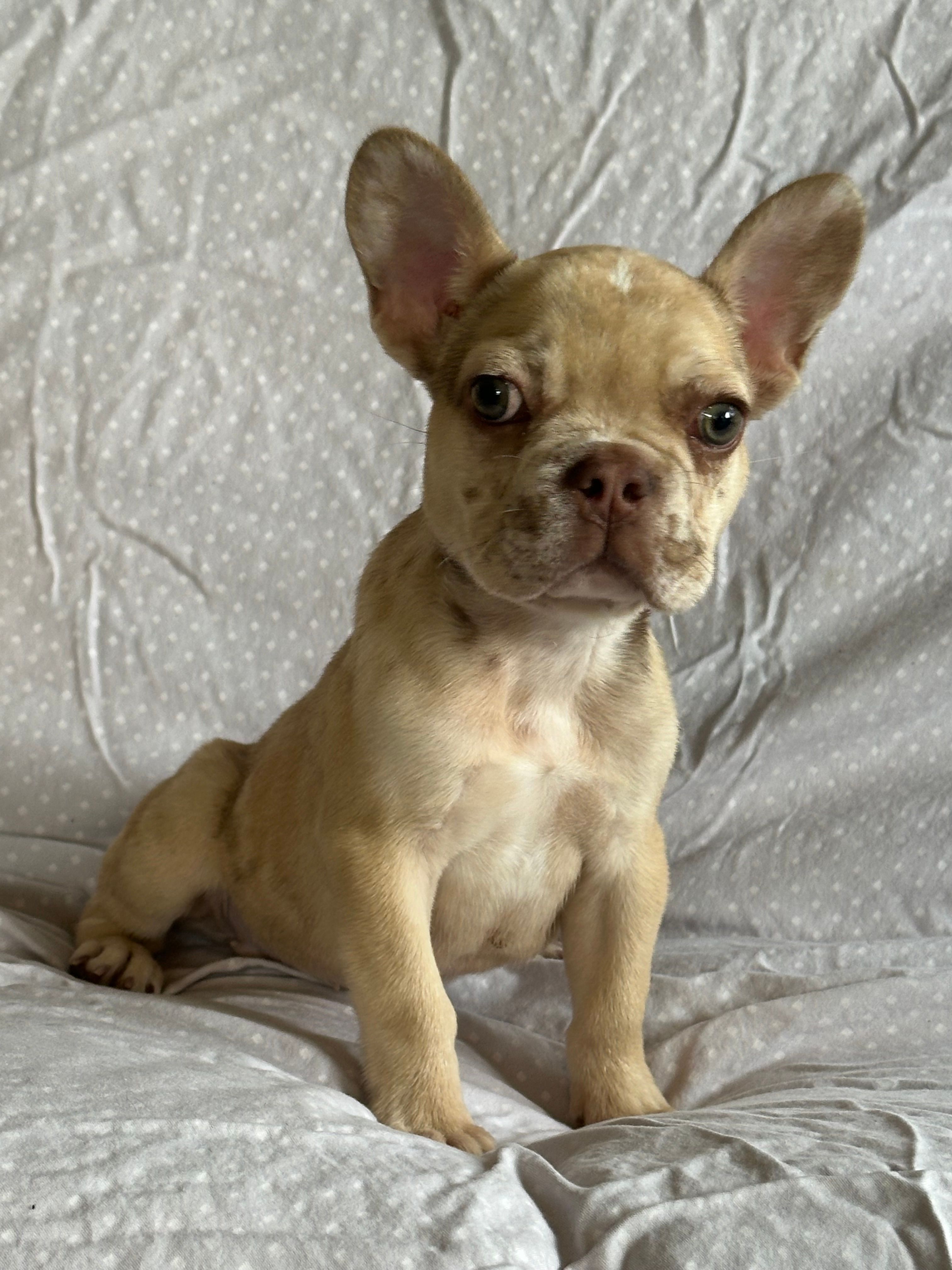 Frenchie #01  – French Bulldog puppy for sale in Inman, SC
