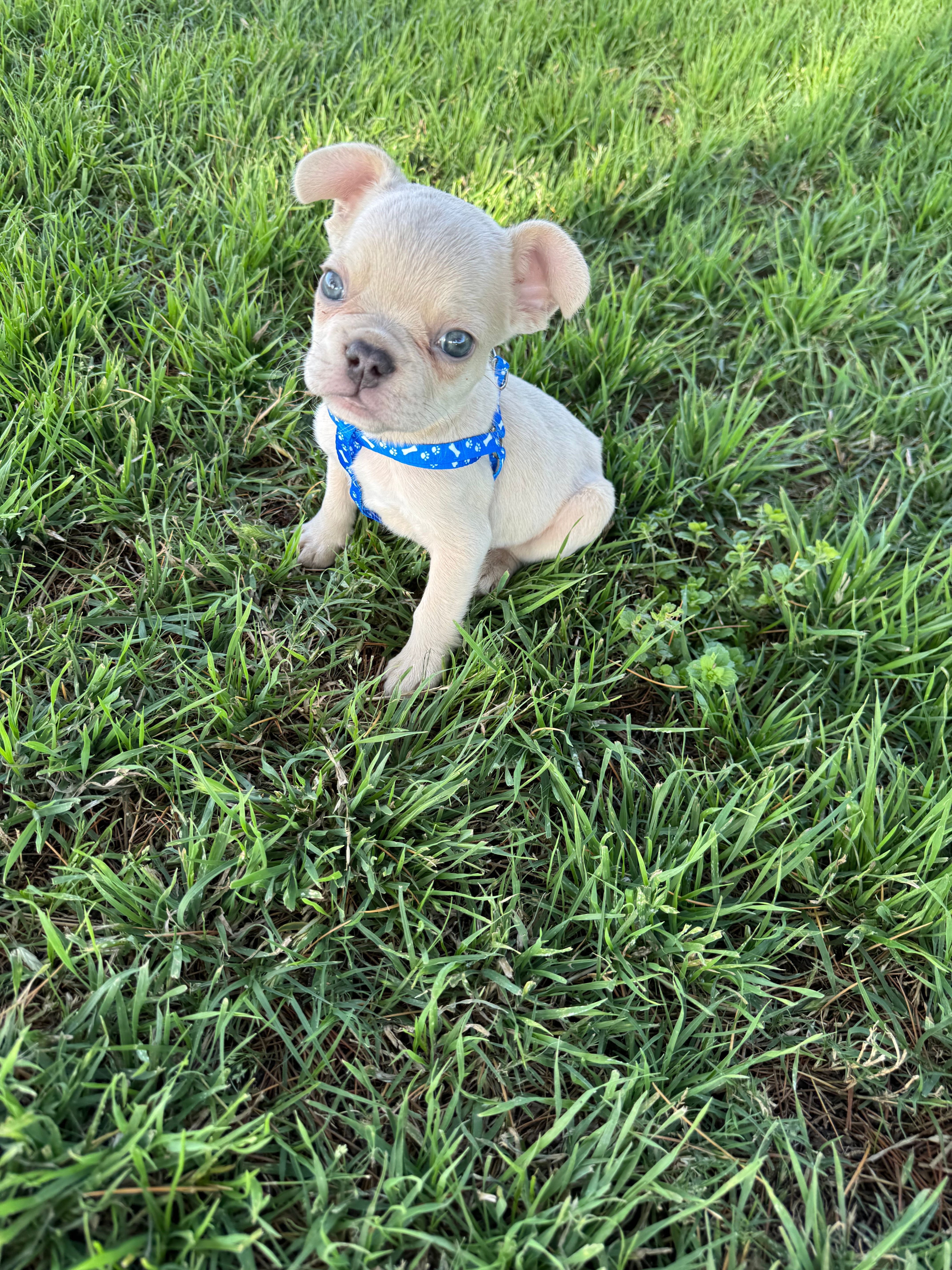 Charlie  – French Bulldog puppy for sale in Merced, CA