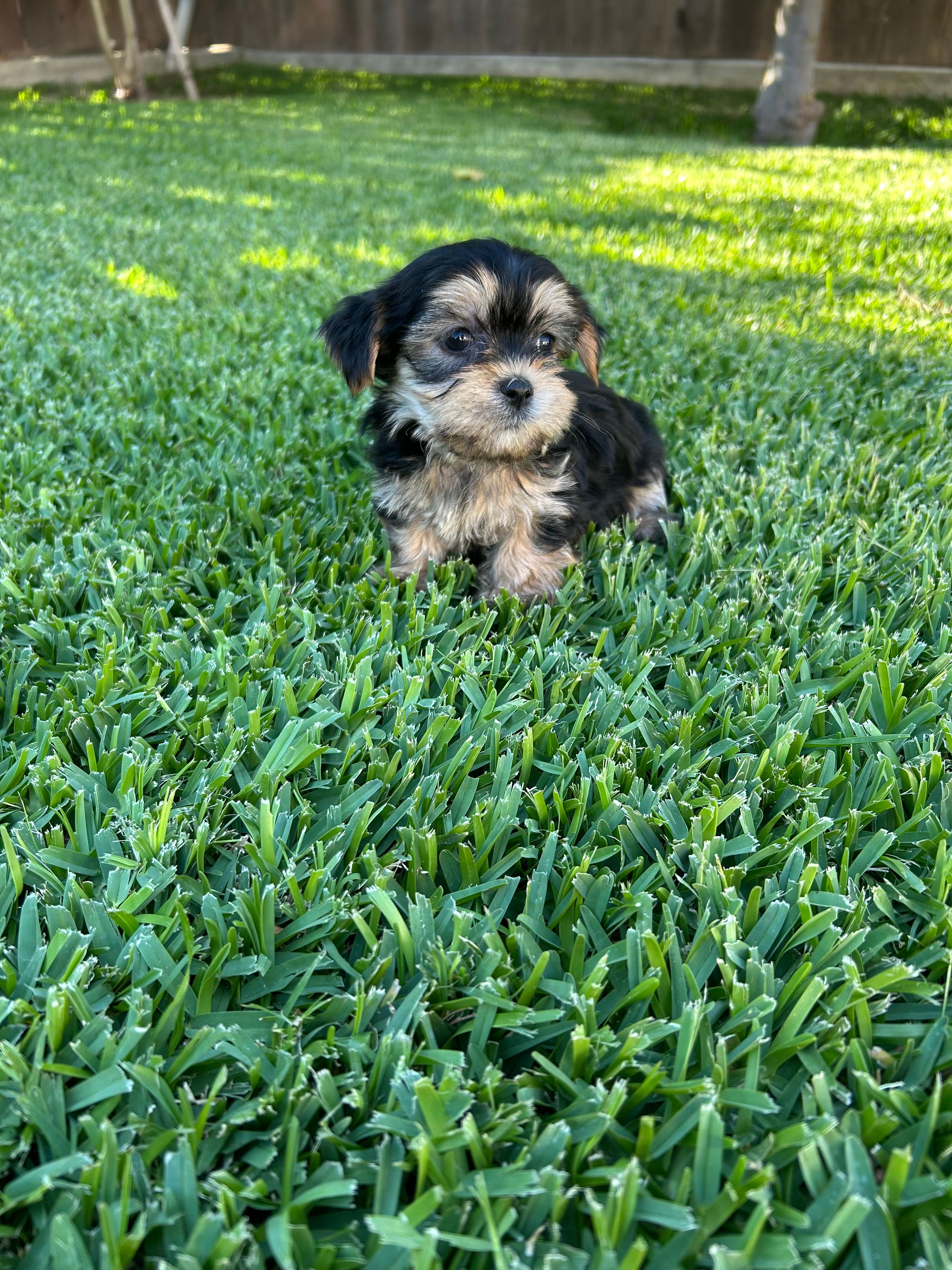 Milo – Shih Tzu, Yorkshire Terrier puppy for sale in Merced, CA