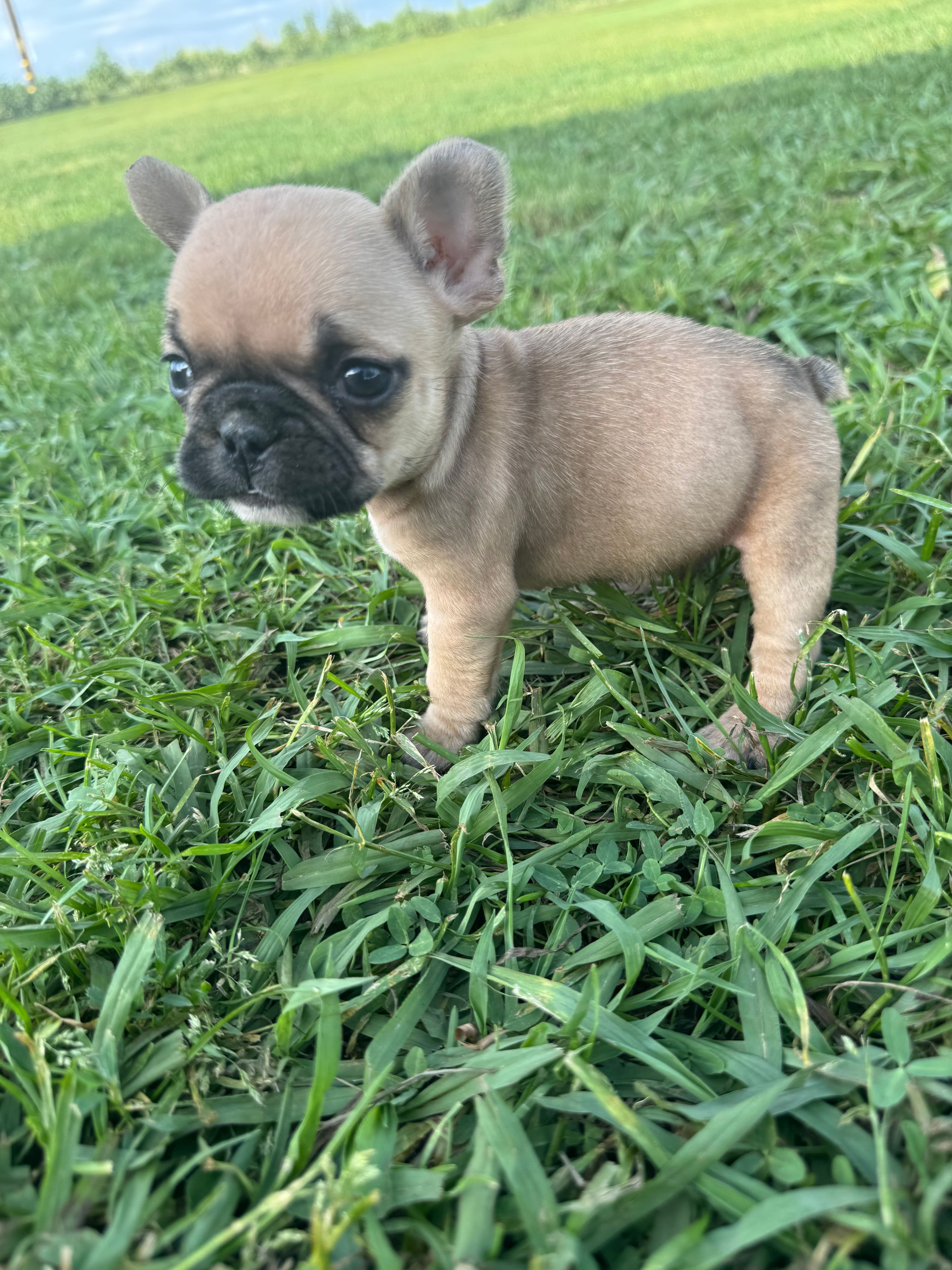 Teddy – French Bulldog puppy for sale in Merced, CA