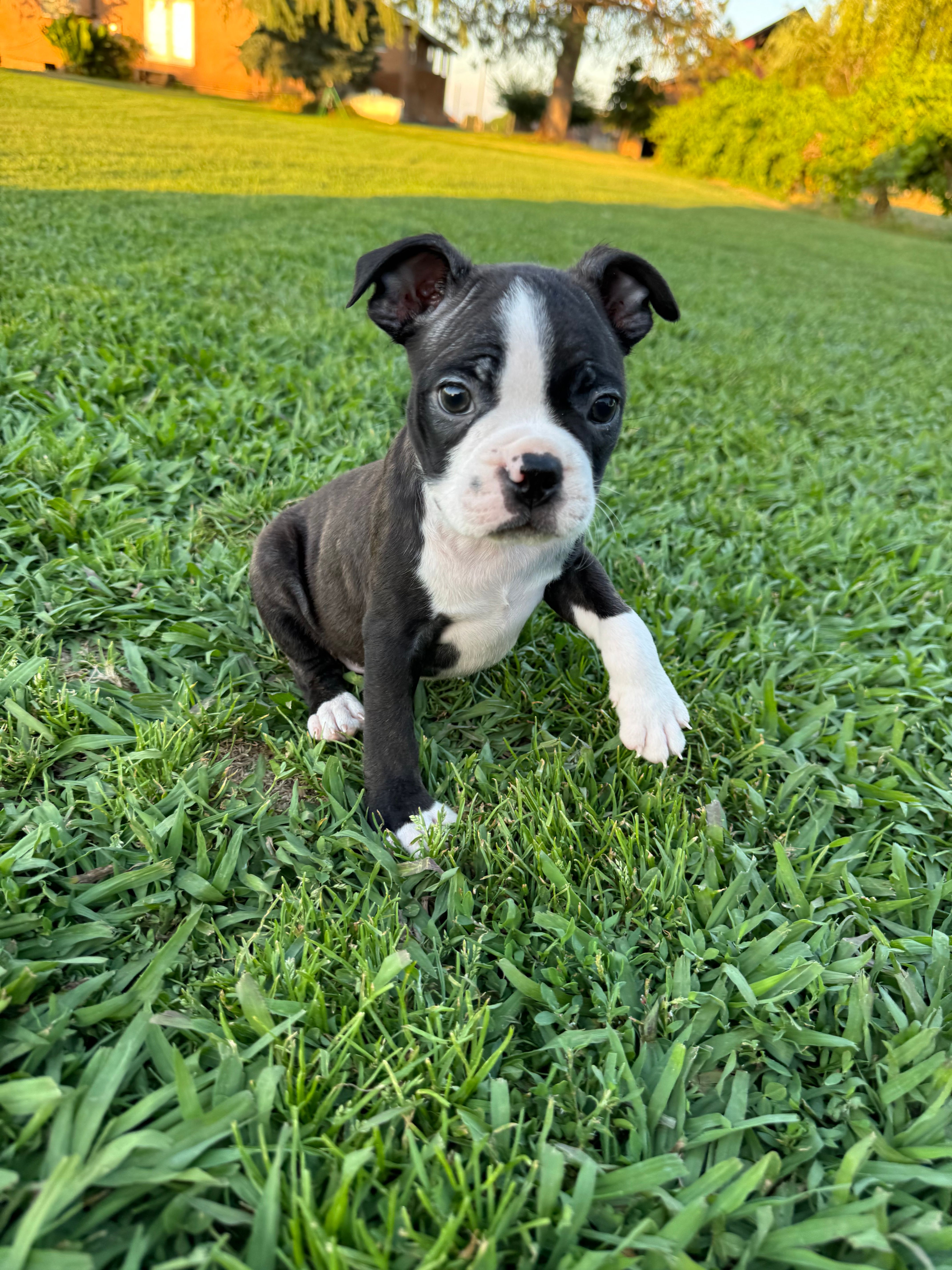 Oreo – Boston Terrier puppy for sale in Merced, CA