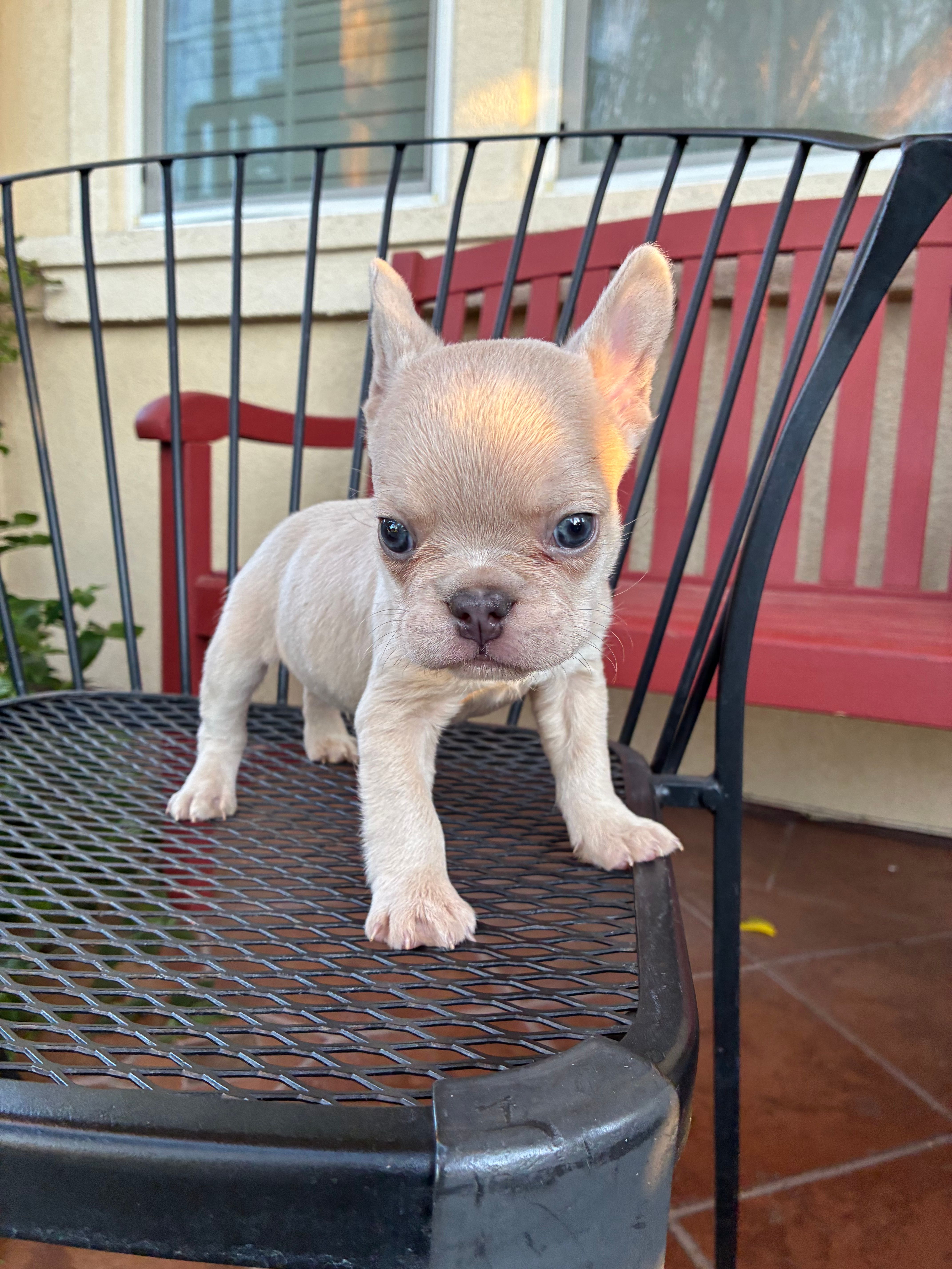 Charlie  – French Bulldog puppy for sale in Merced, CA