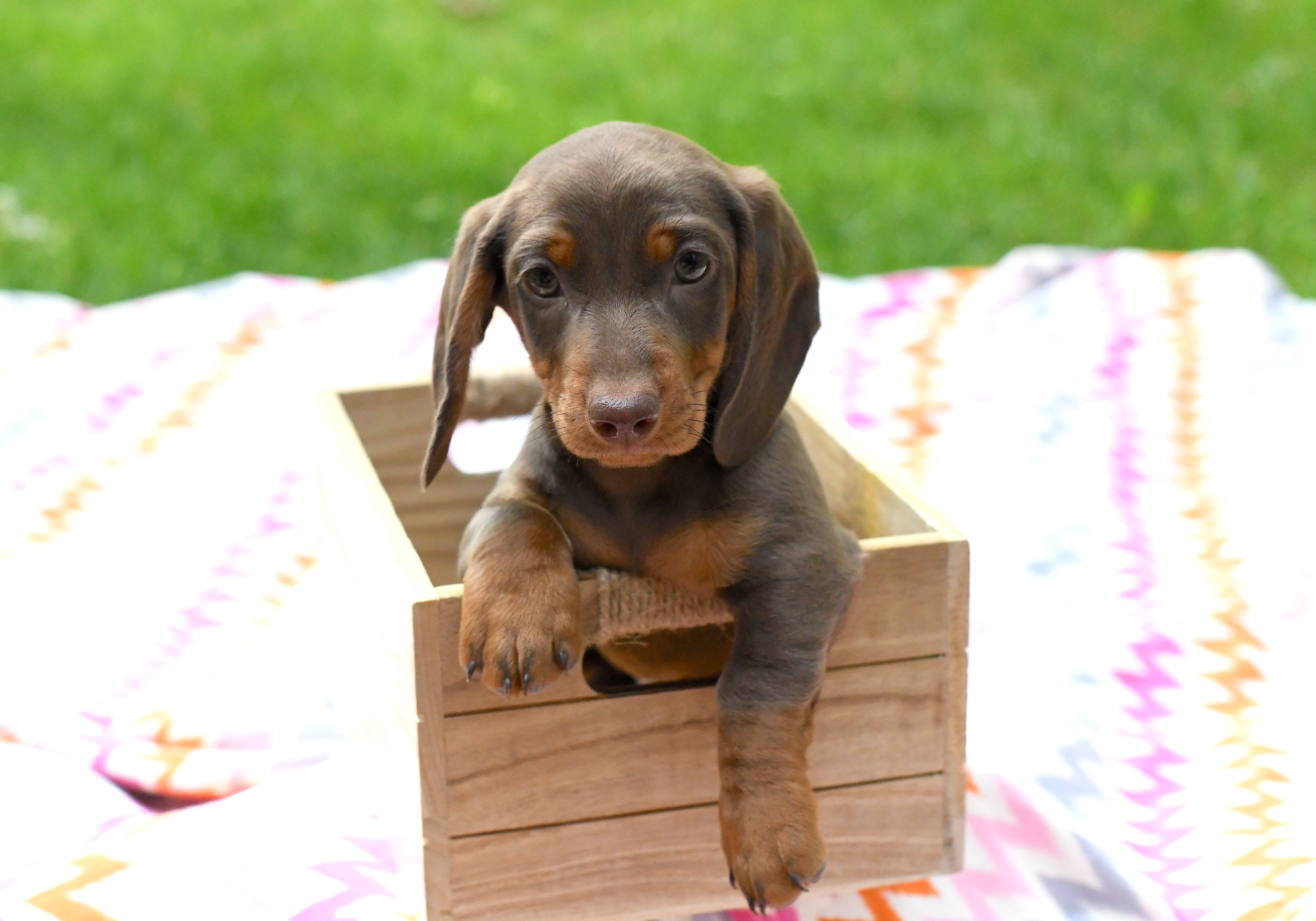 Marco – Miniature Dachshund puppy for sale in Syracuse, IN