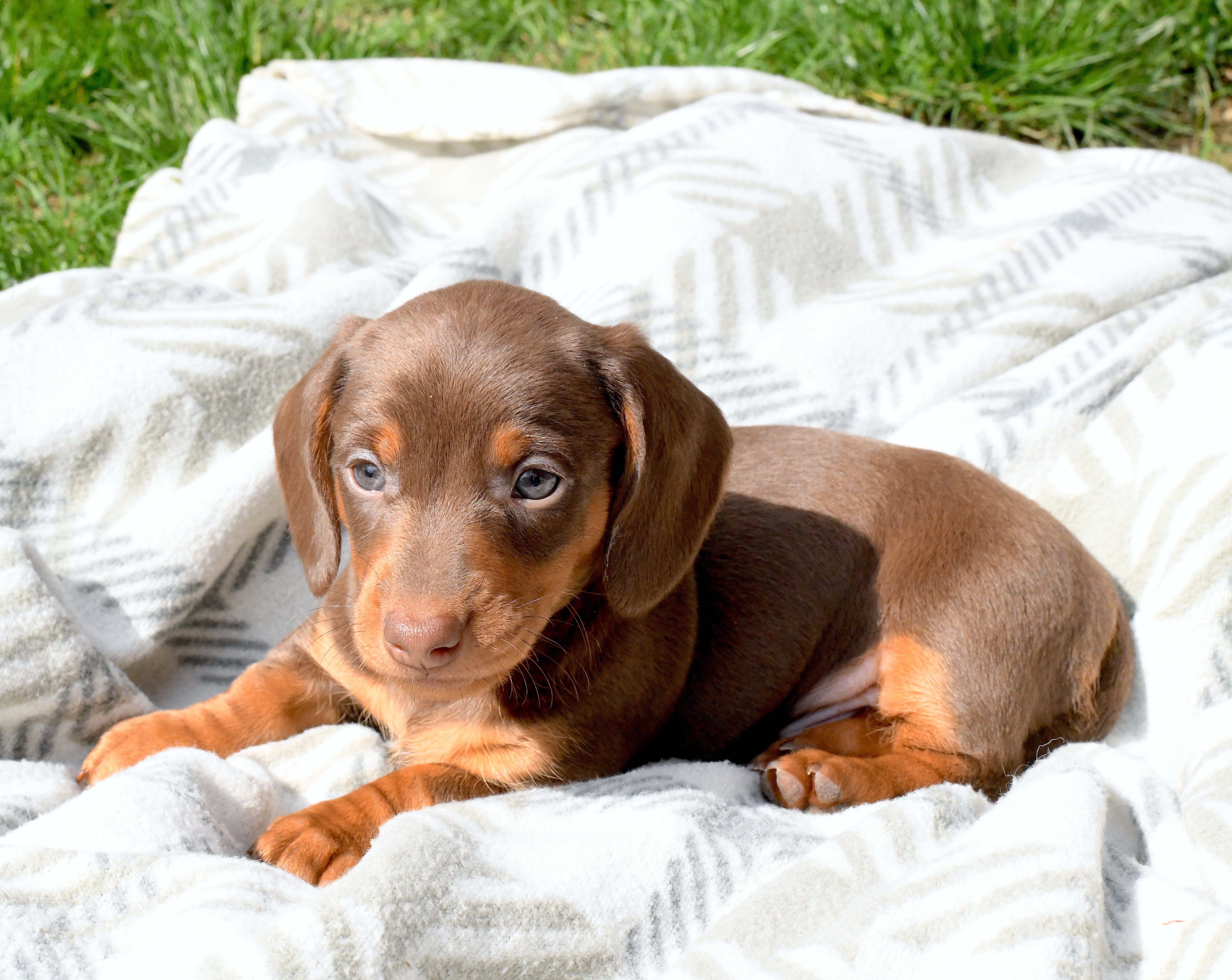 Major – Miniature Dachshund puppy for sale in Syracuse, IN