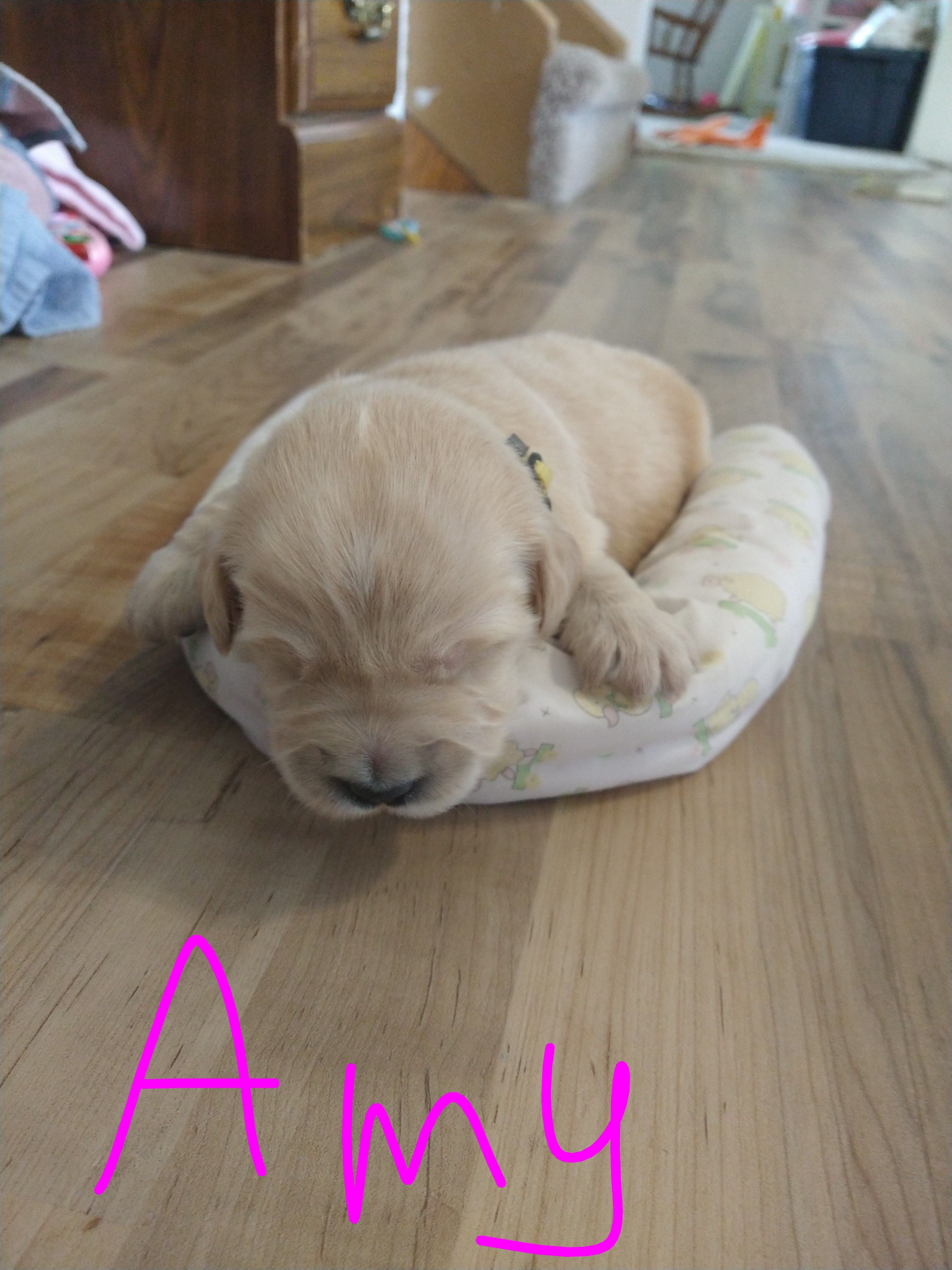 Amy – Golden Retriever puppy for sale in Kalona, IA
