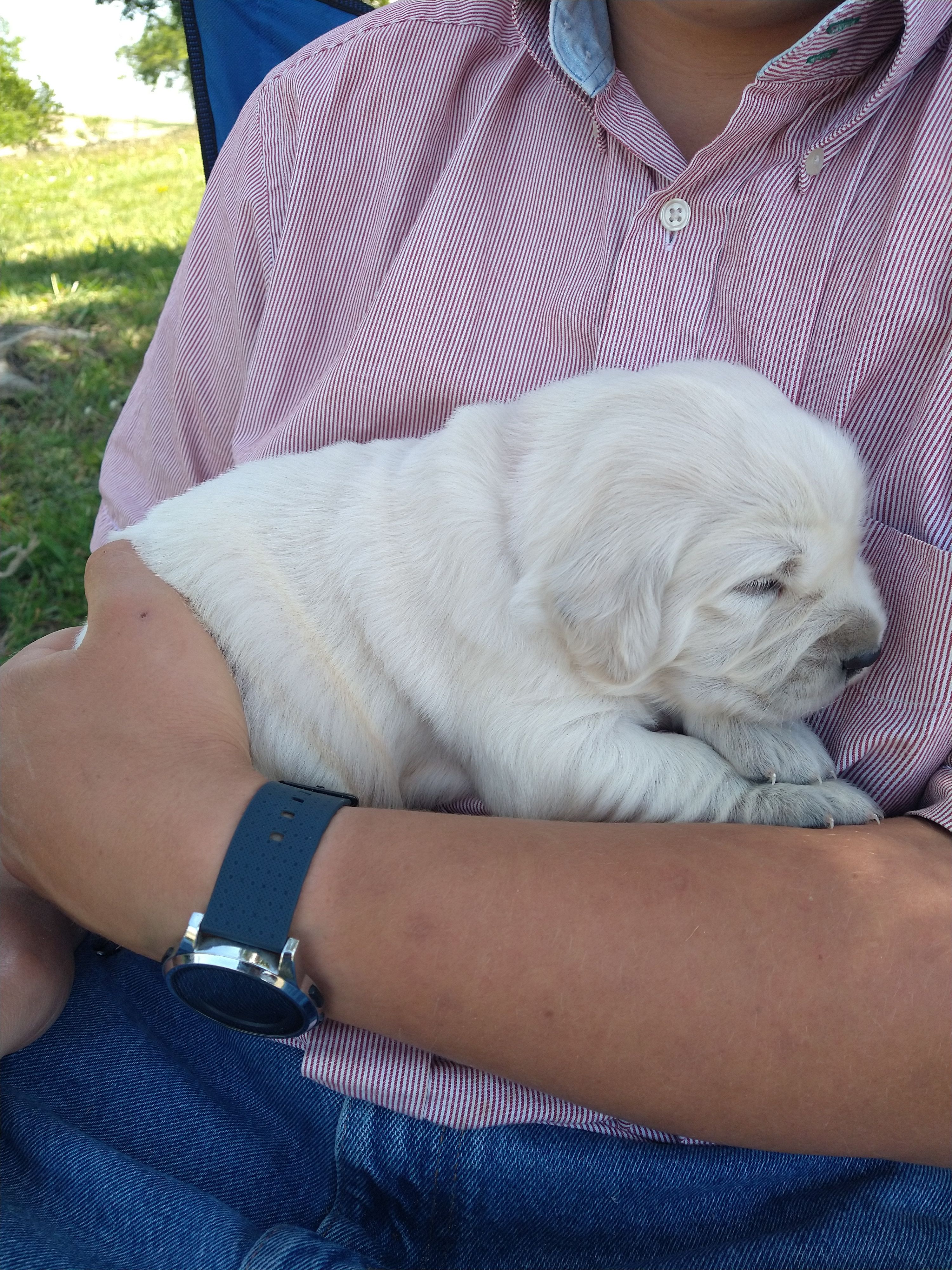 Ford – Golden Retriever puppy for sale in Kalona, IA