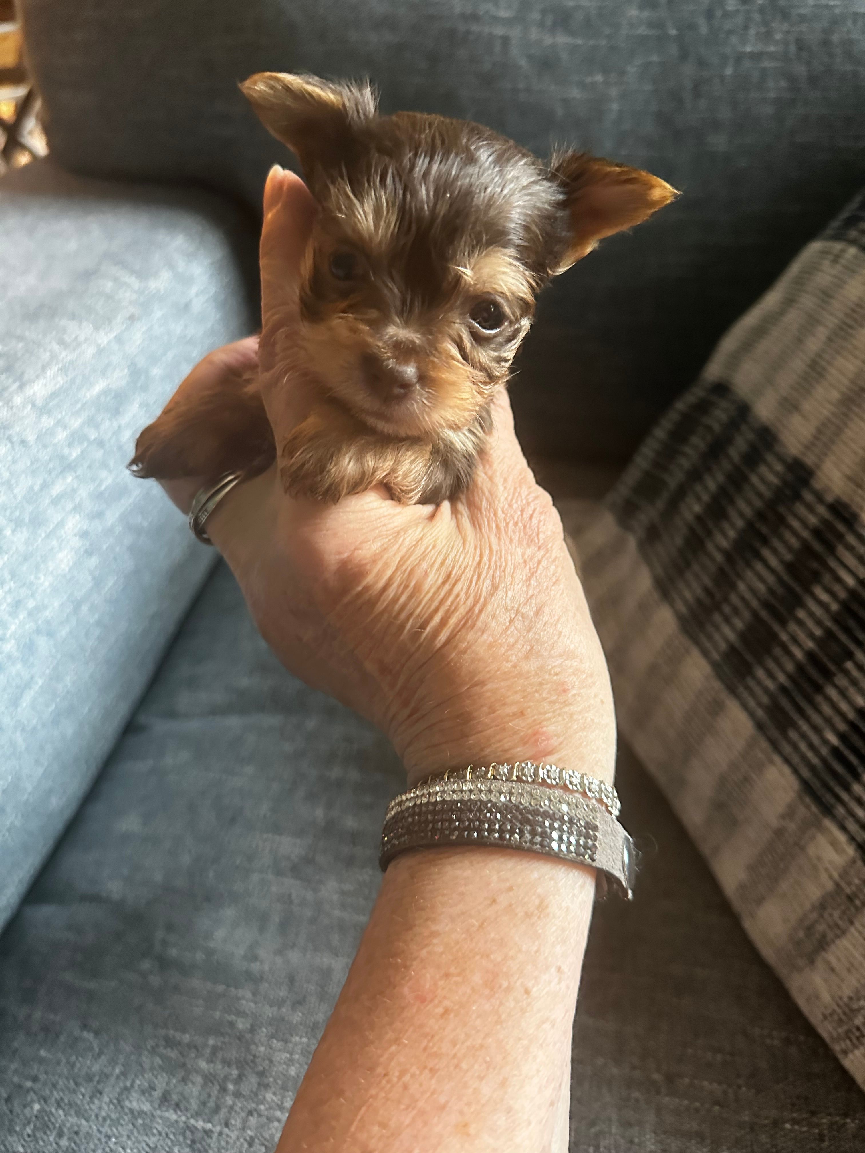 AKC Dark Chocolate Tobias – Yorkshire Terrier puppy for sale in North Judson, IN