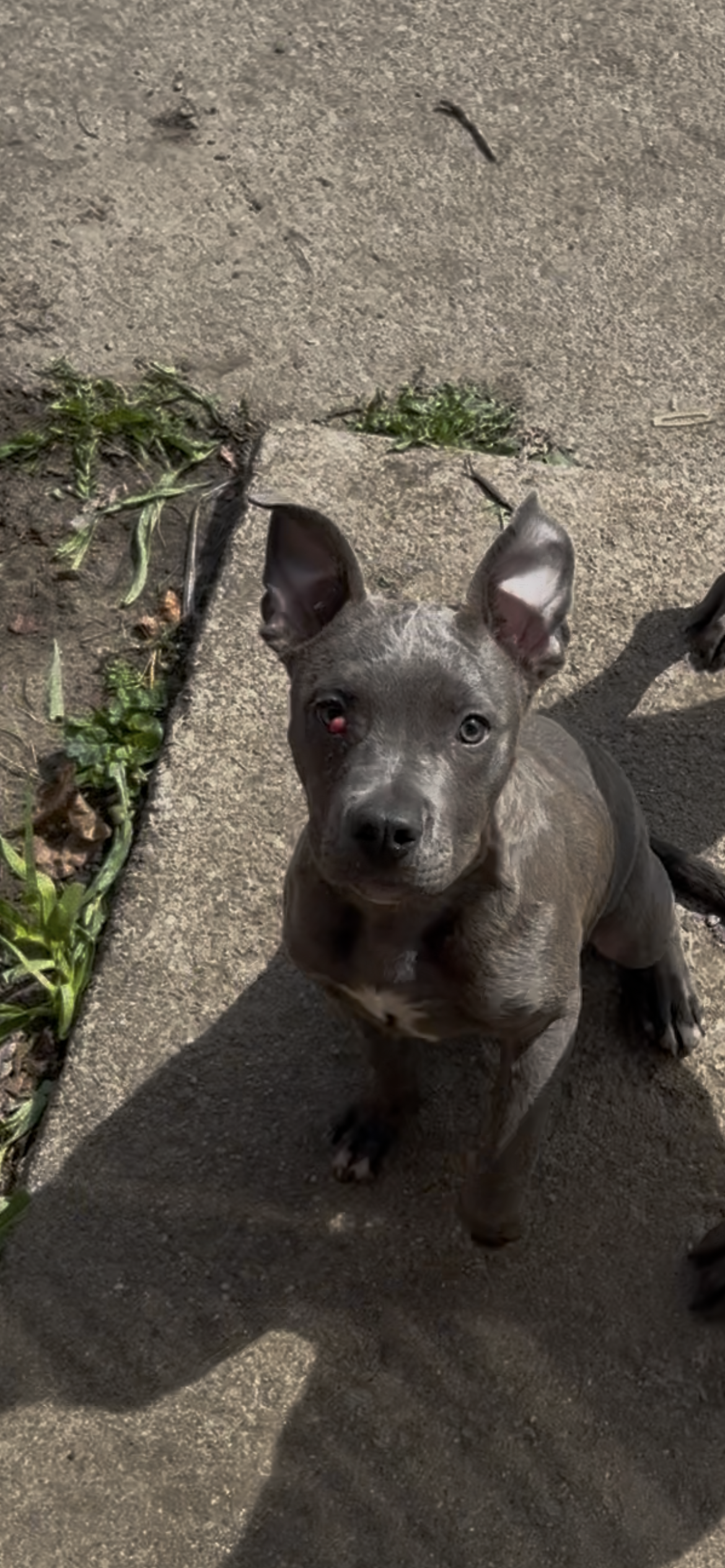 Blue  – American Pit Bull Terrier puppy for sale in Chicago, IL