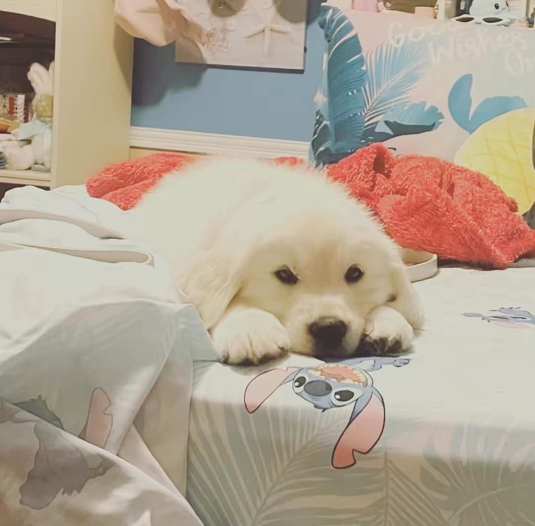 AKC English Cream Golden Retriever- Camilla  – English Cream Golden Retriever puppy for sale in Puyallup, WA