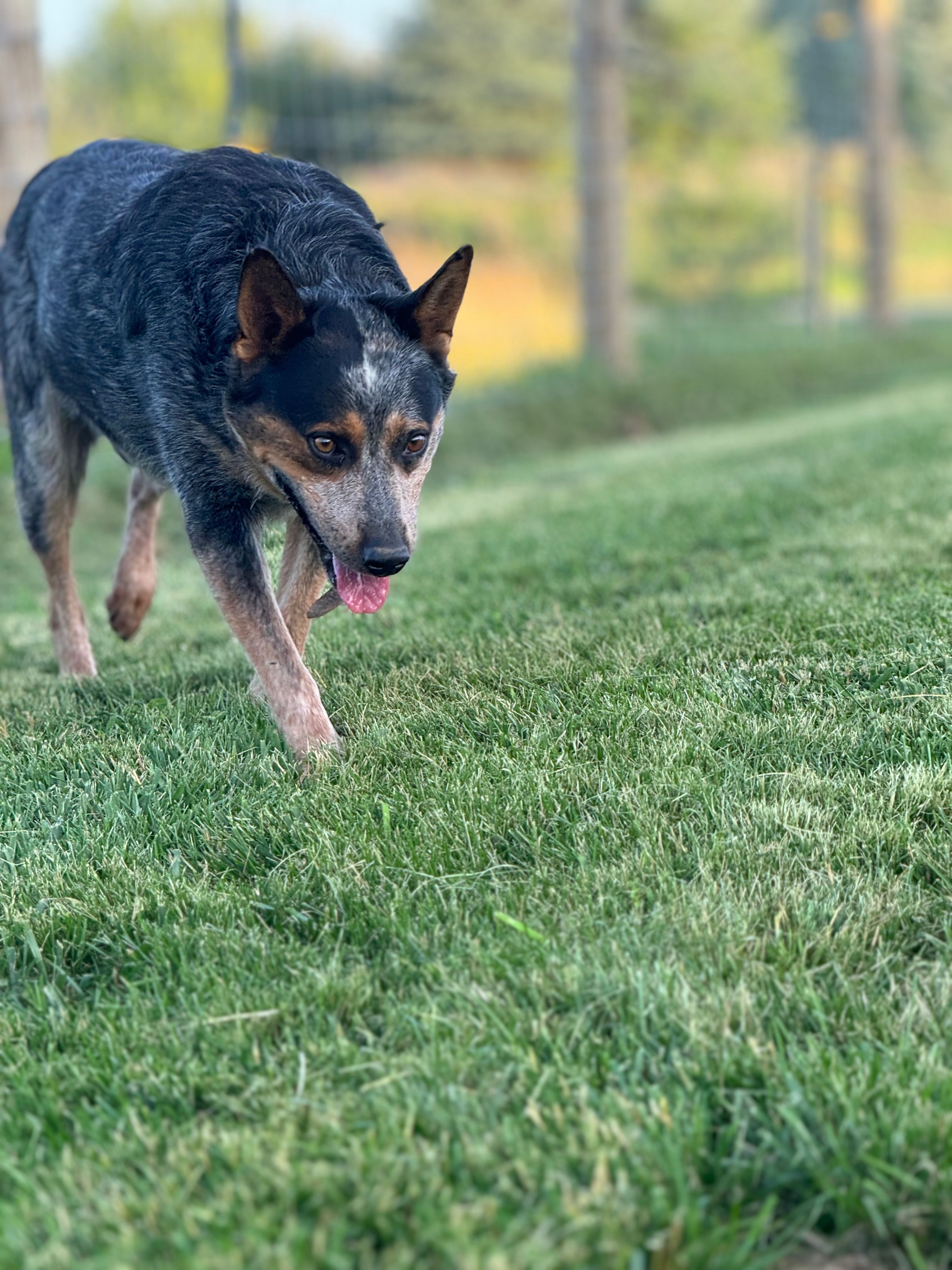 Rambo – Australian Cattle Dog puppy for sale in Hagerstown, IN