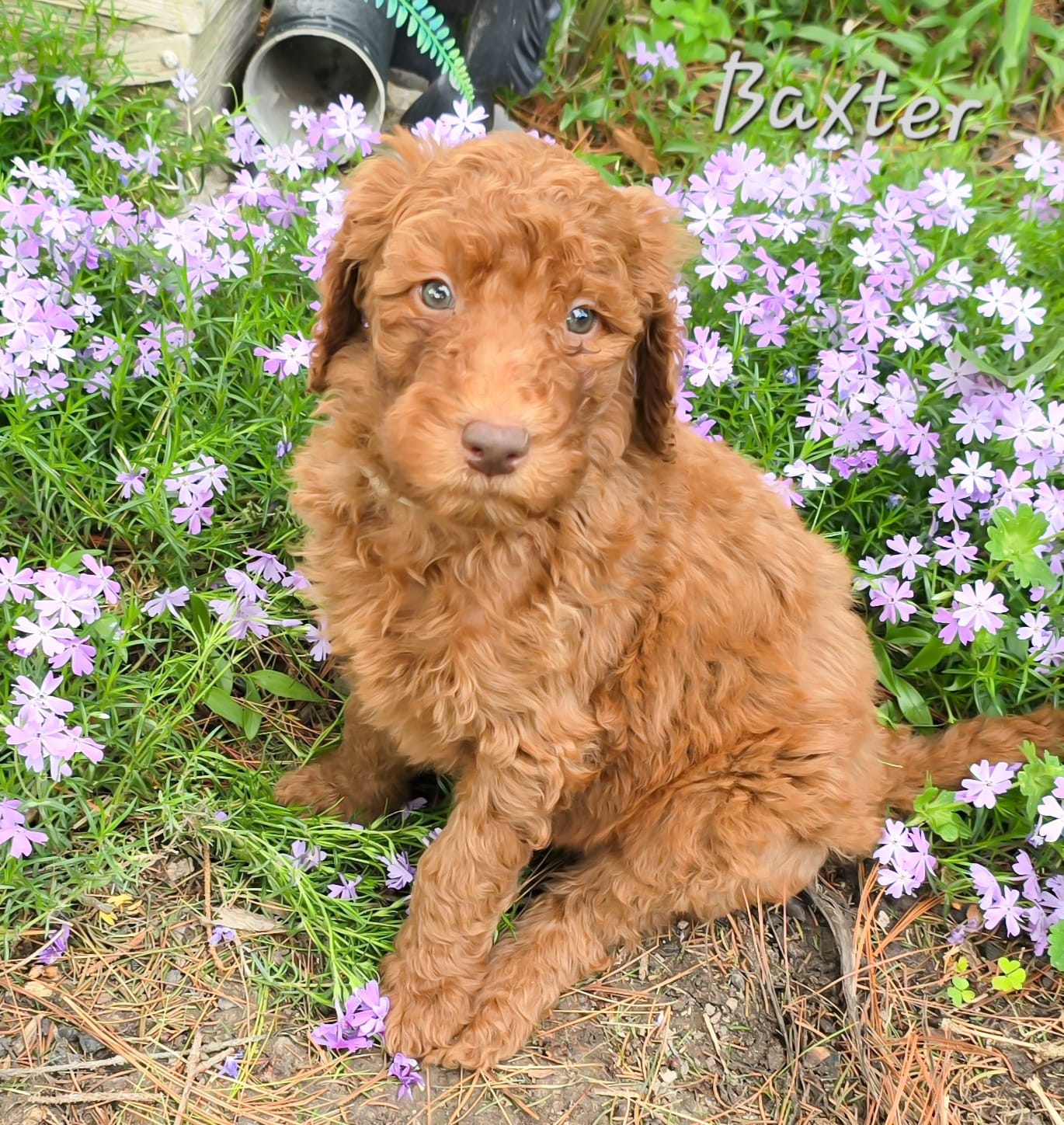 F1bb Baxter  – Goldendoodle puppy for sale in Hagerstown, IN