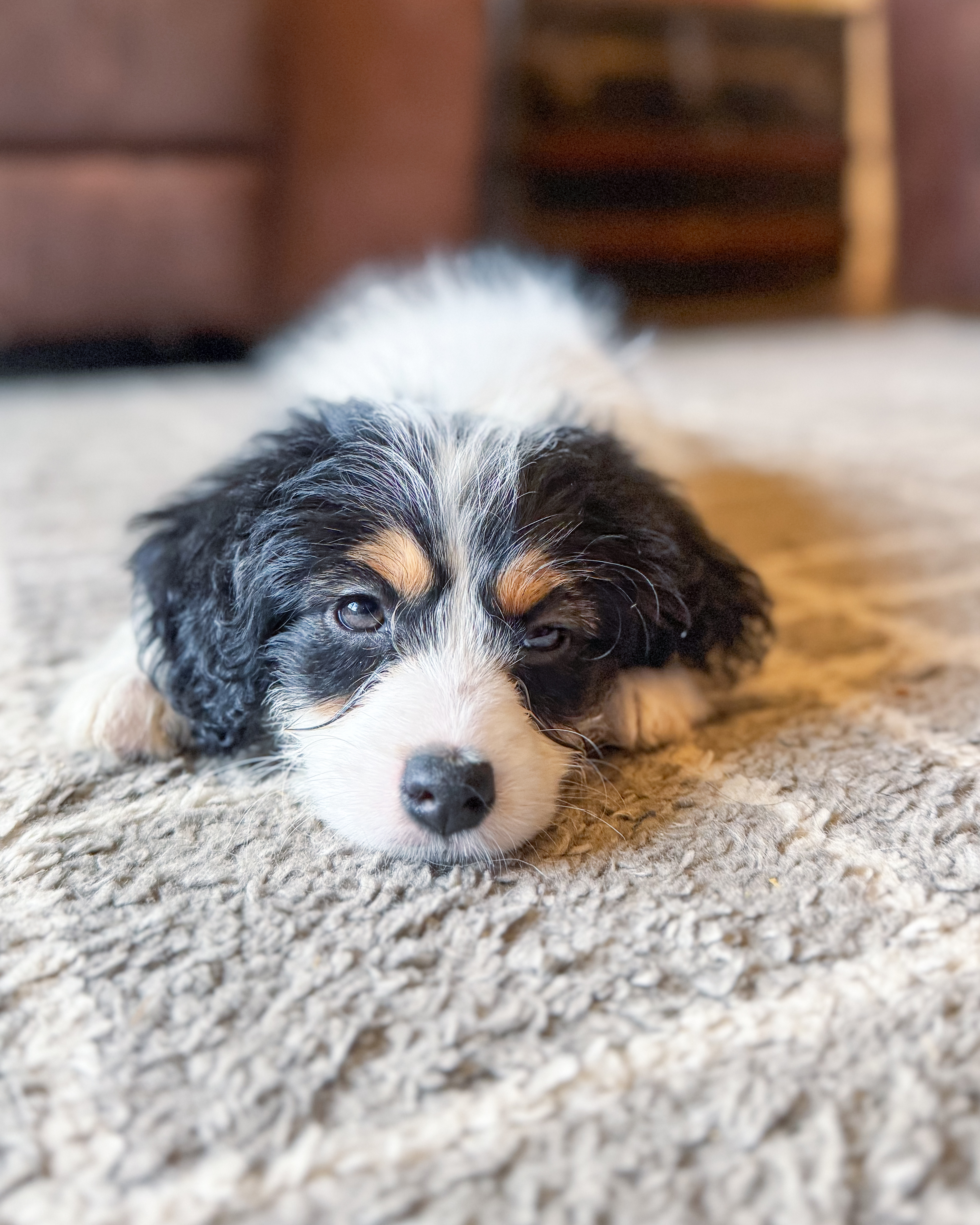 F1b Elly – Miniature Bernedoodle puppy for sale in Hagerstown, IN