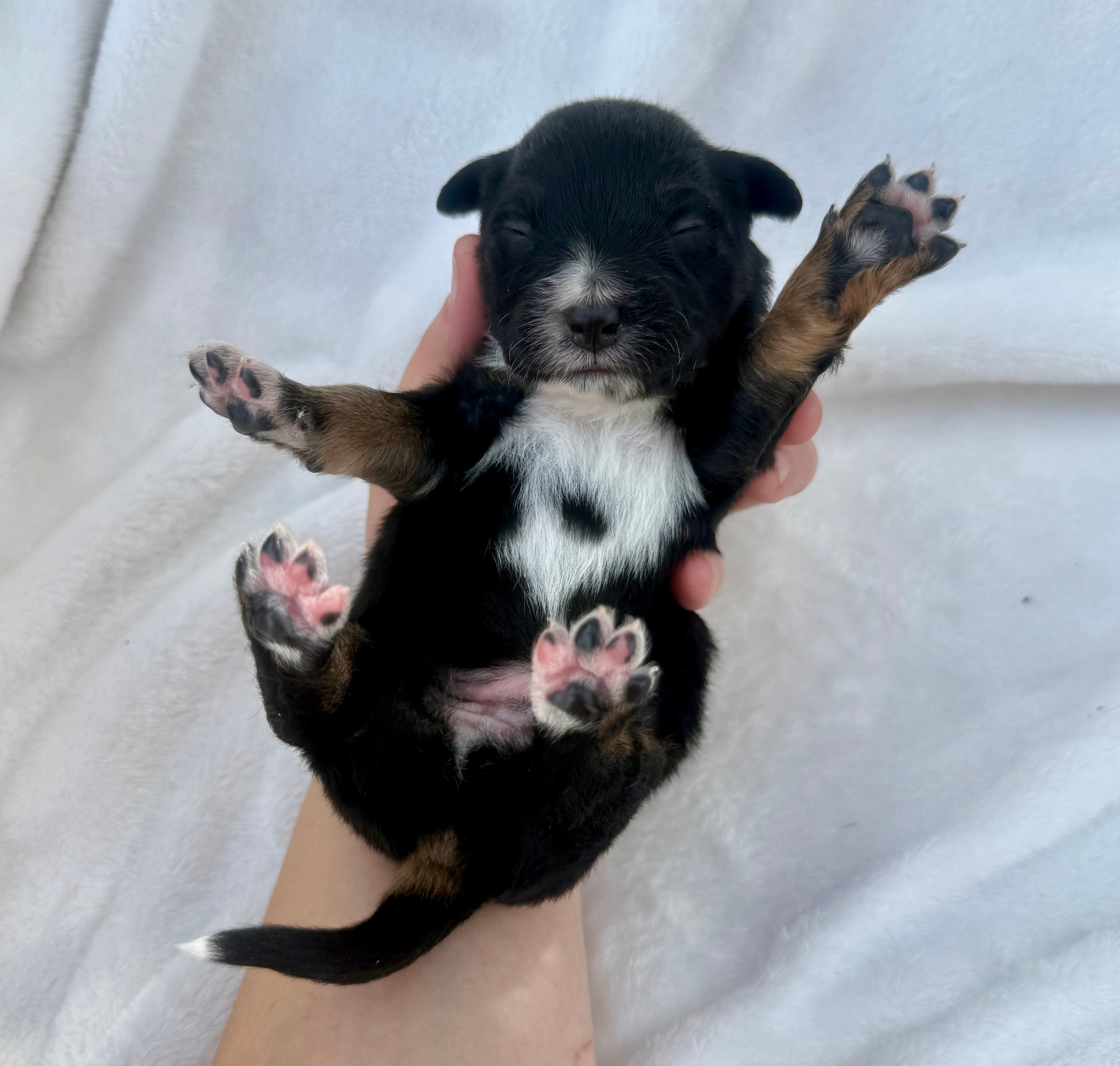 Green – Miniature Australian Shepherd puppy for sale in Bartow, FL