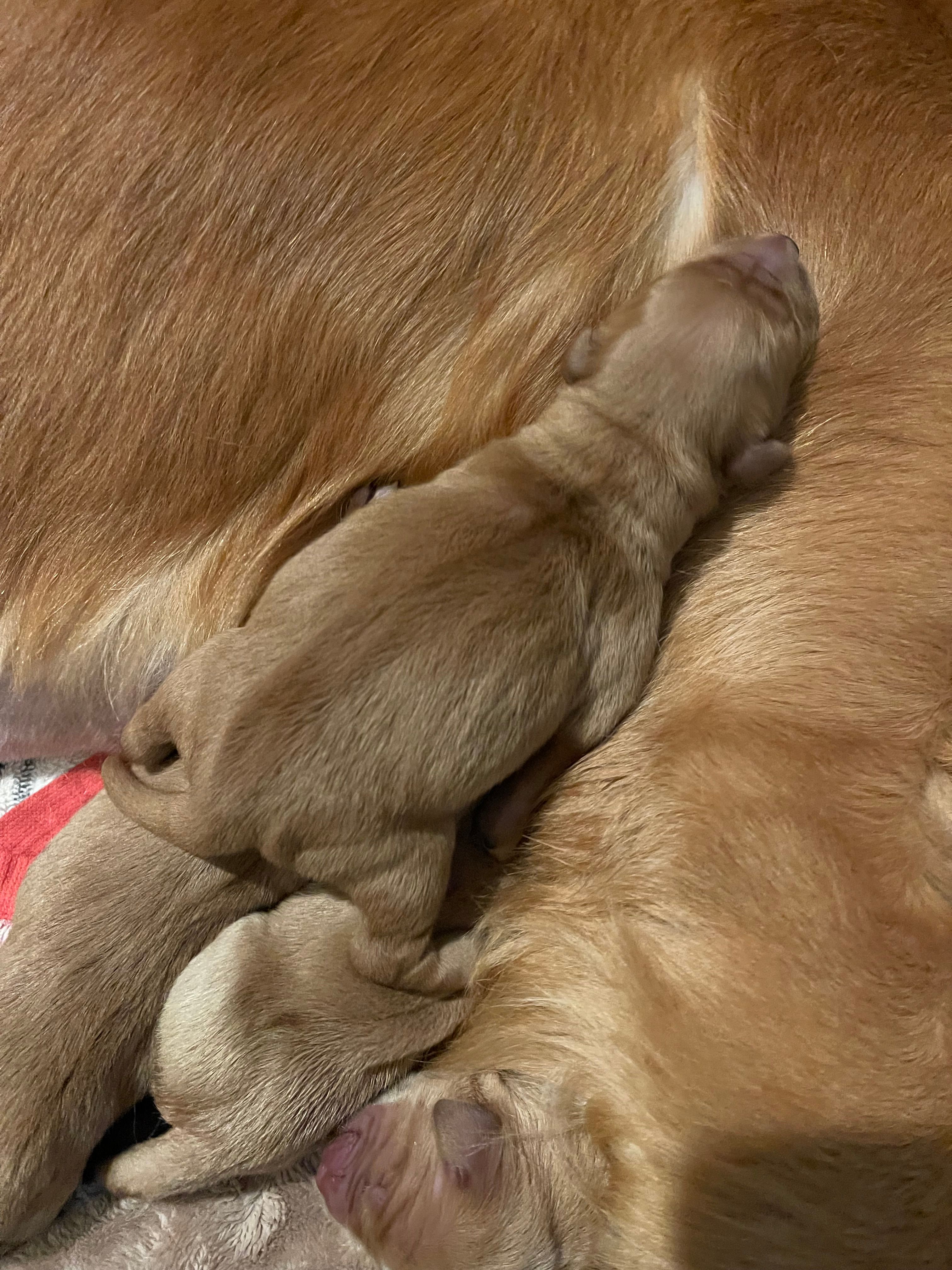 Girl – Golden Retriever puppy for sale in Winston-Salem, NC