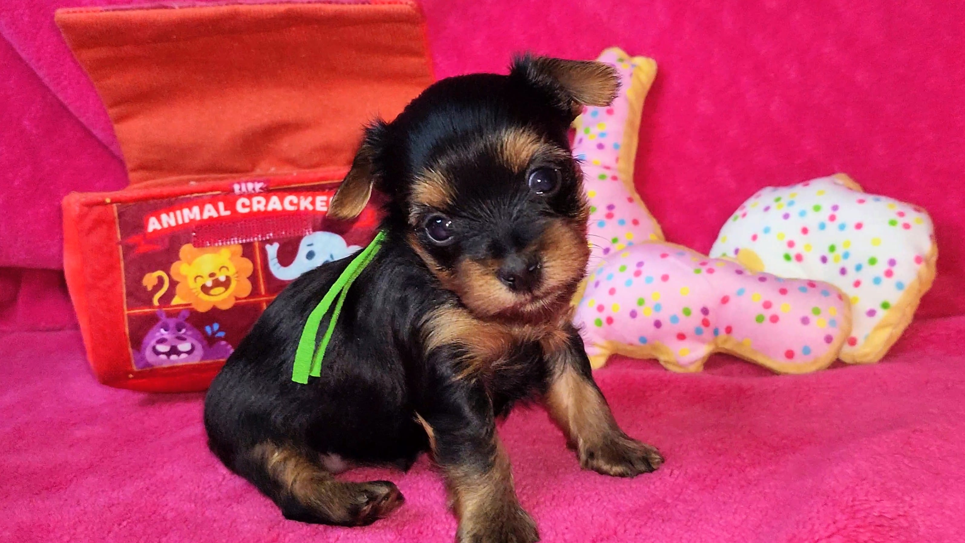 Mizzy Puppy 3 – Yorkshire Terrier puppy for sale in Perris, CA