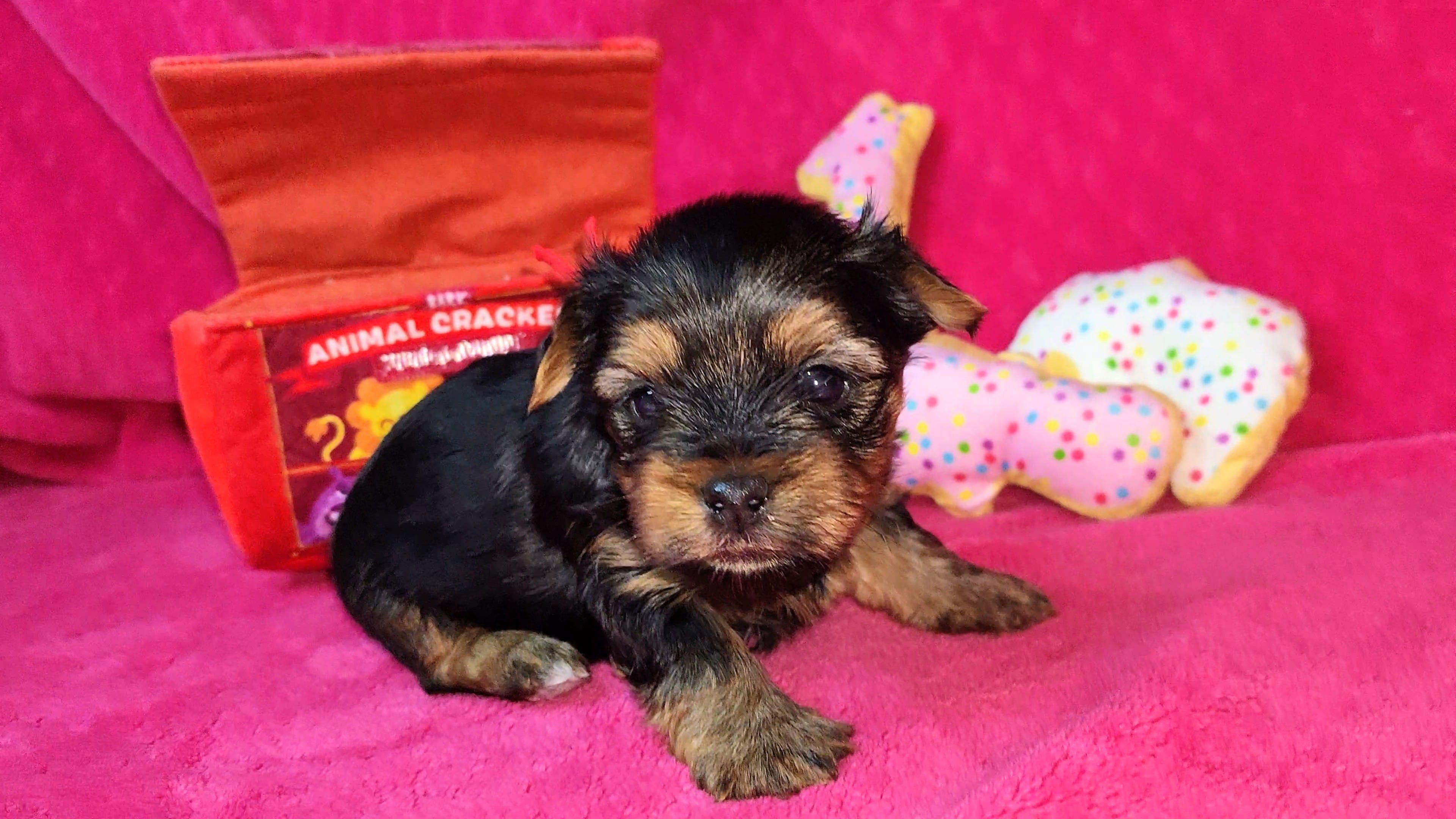 Mizzy Girl 1 – Yorkshire Terrier puppy for sale in Perris, CA