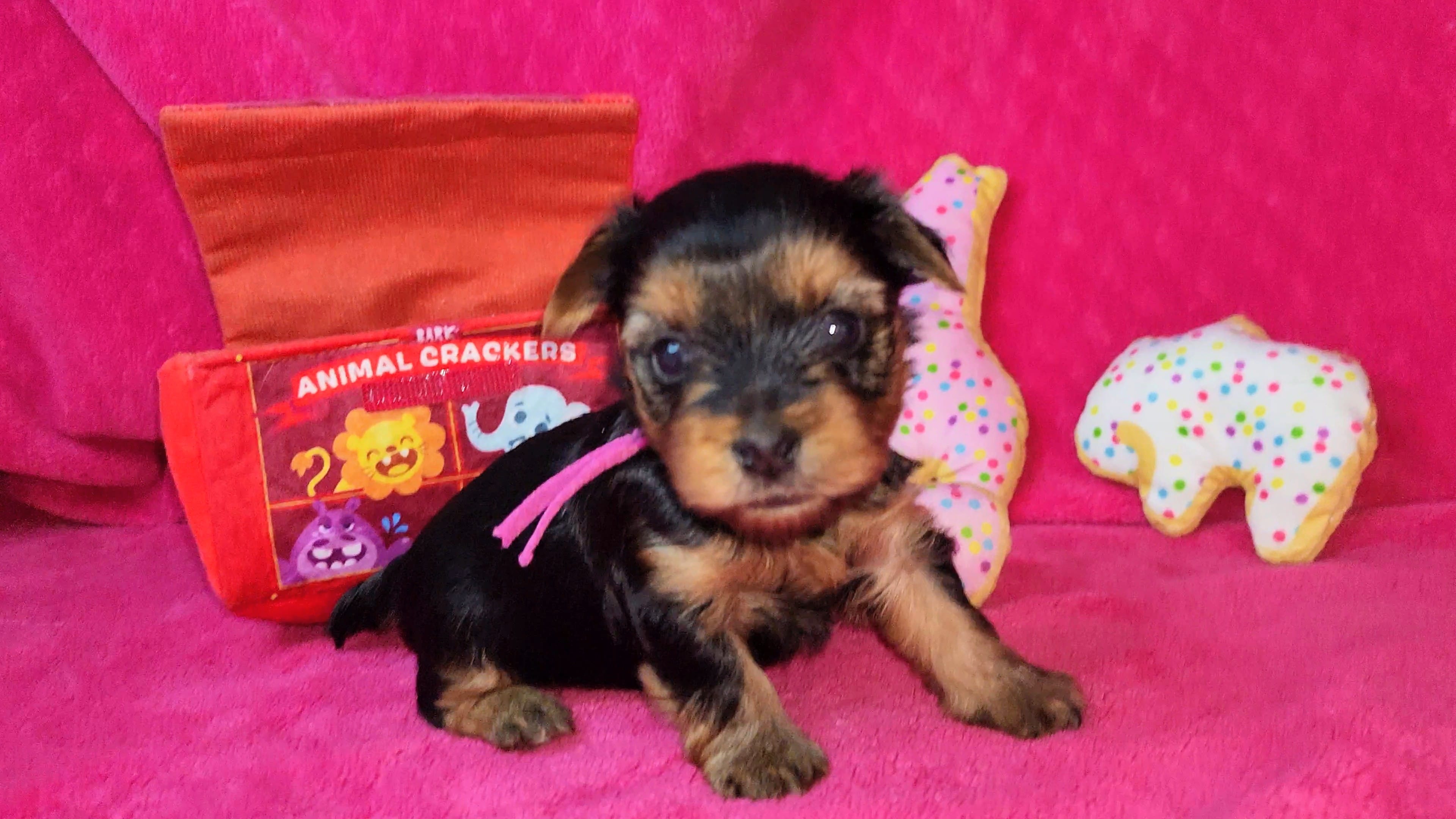 Mizzy Girl 2 – Yorkshire Terrier puppy for sale in Perris, CA