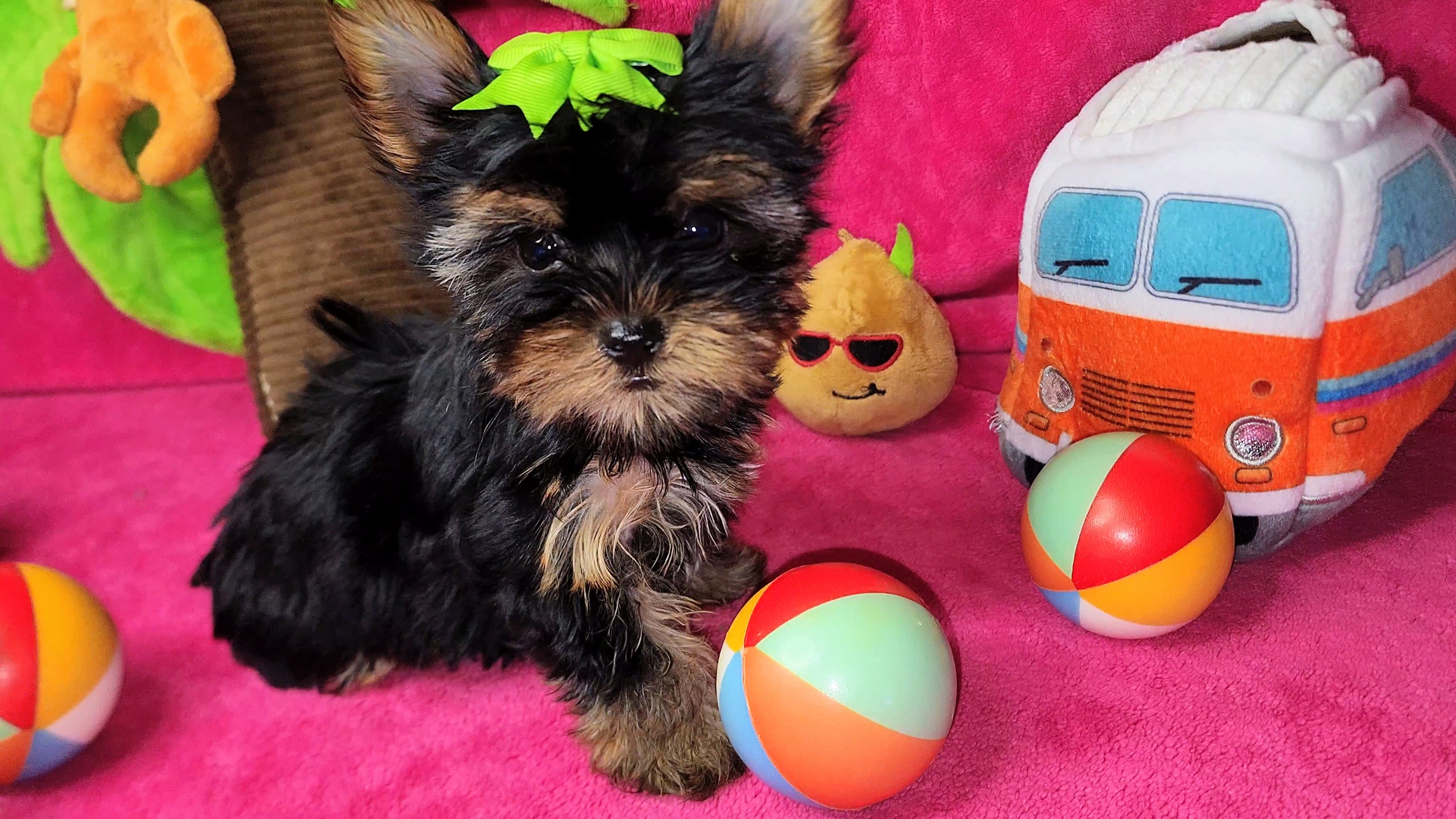 Zoeys Teacup Puppy – Yorkshire Terrier puppy for sale in Perris, CA
