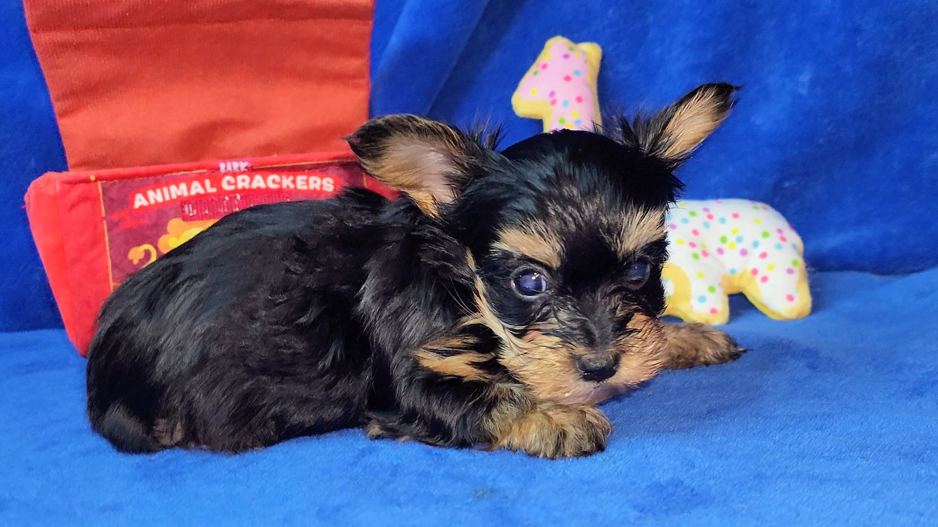 TCup Luna Boy – Yorkshire Terrier puppy for sale in Perris, CA