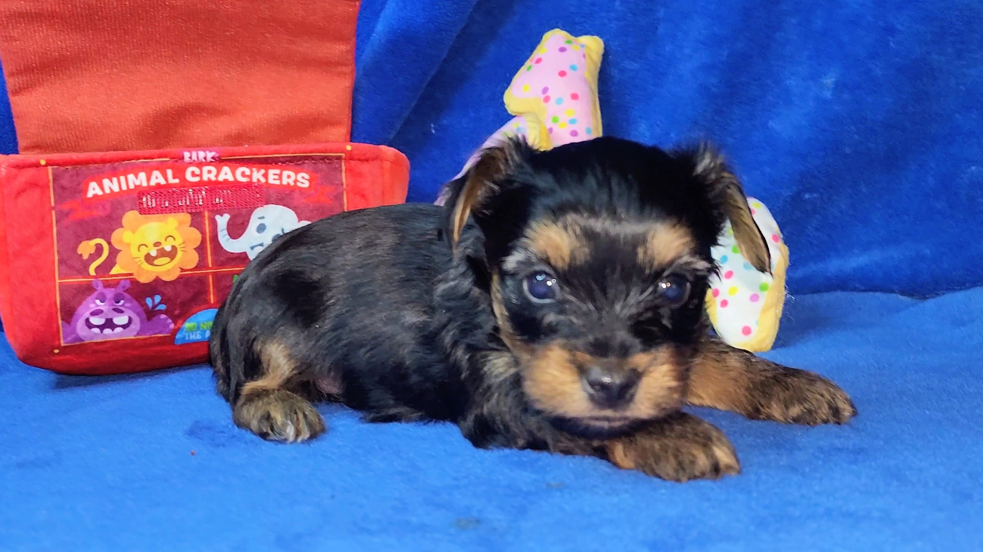 Mizzy Boy – Yorkshire Terrier puppy for sale in Perris, CA