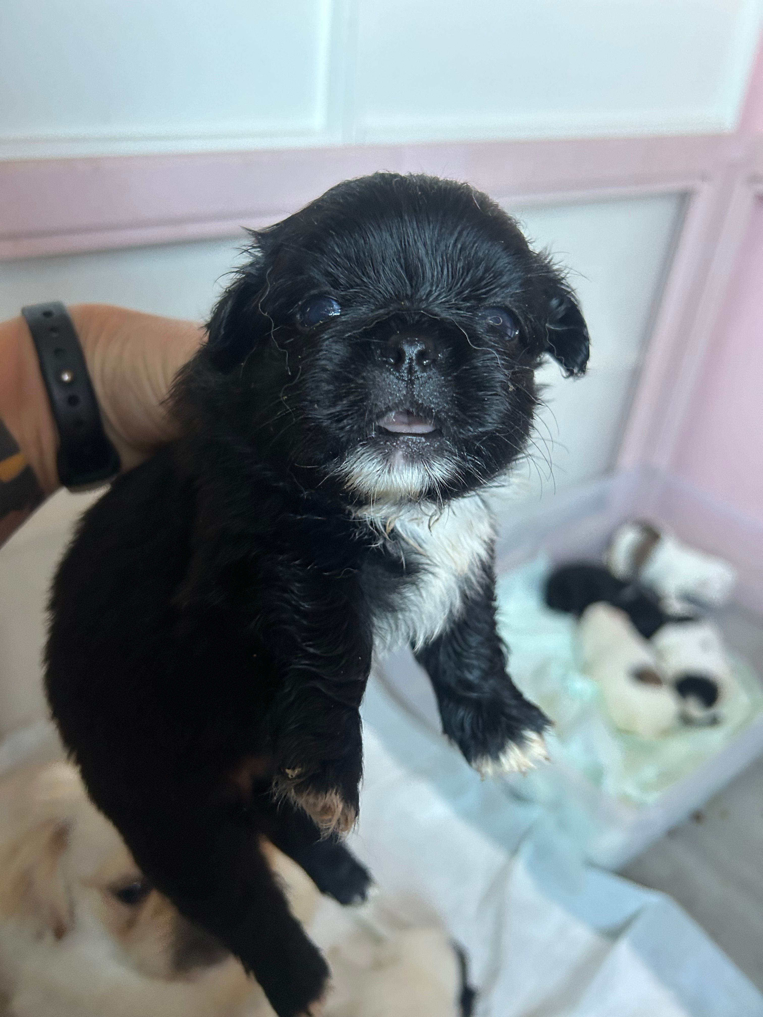 Black female 1 – Pekingese puppy for sale in Sneads Ferry, NC
