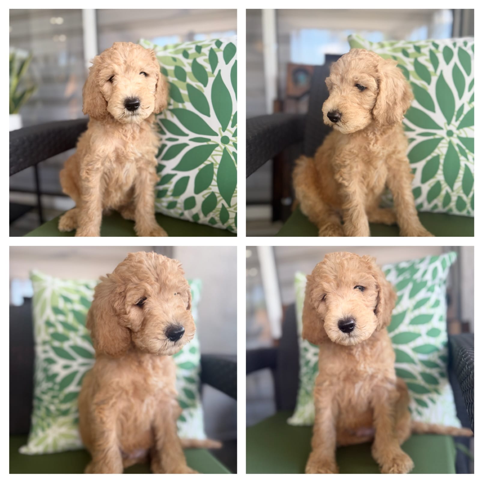 Apollo – Goldendoodle puppy for sale in Miami, FL