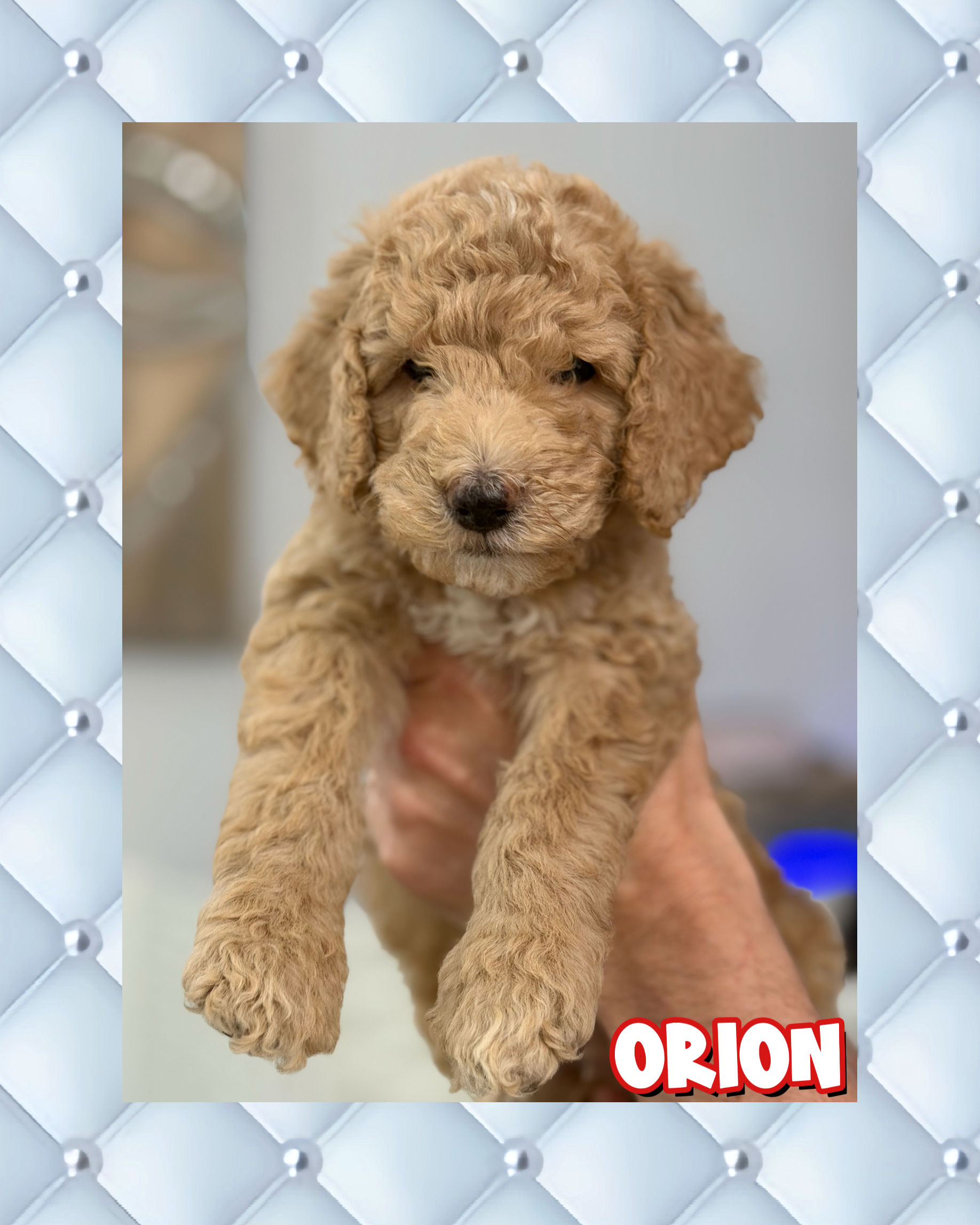 Orion – Goldendoodle puppy for sale in Miami, FL