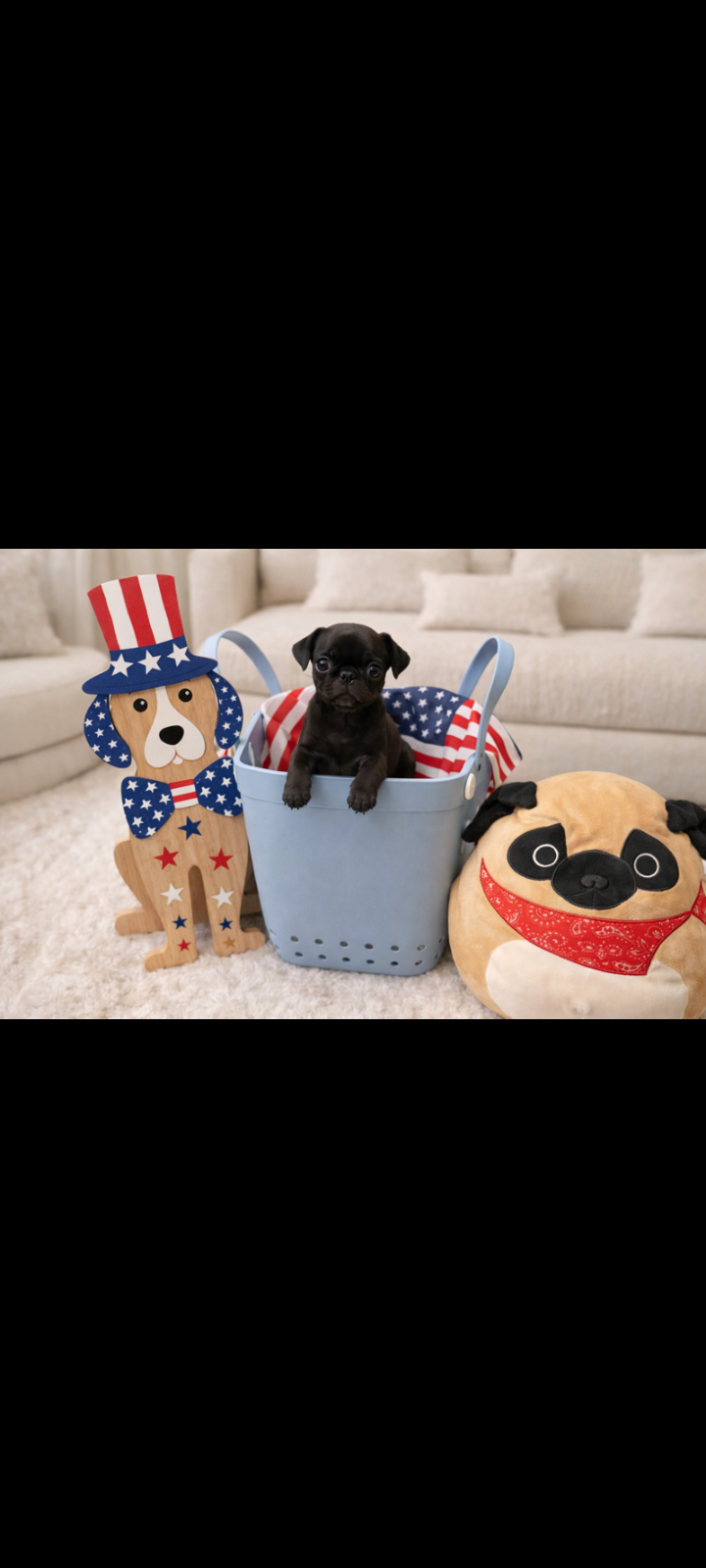 Chunky  – Pug puppy for sale in Liberty, TX