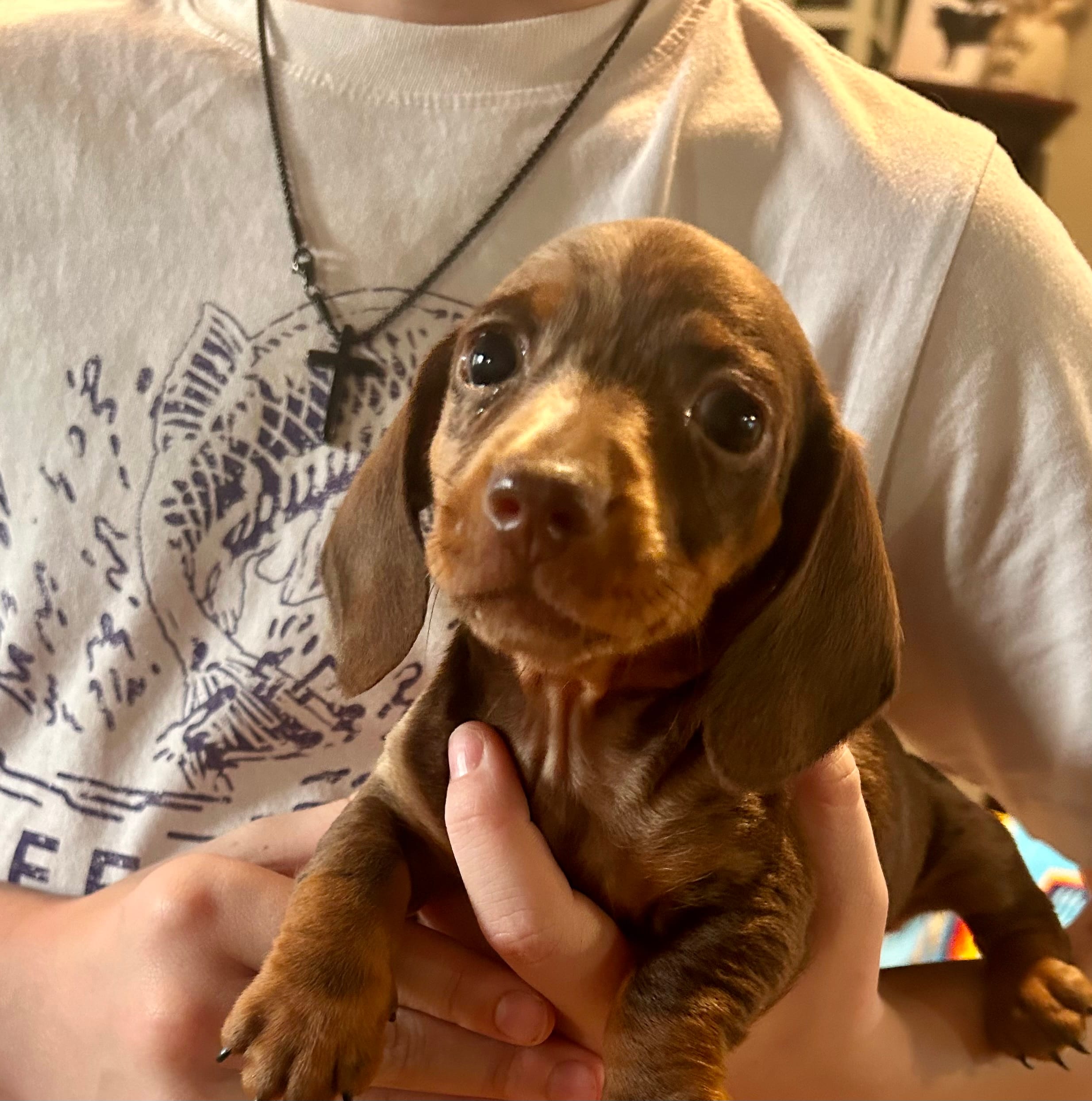 Joy – Miniature Dachshund puppy for sale in Bear Creek, NC